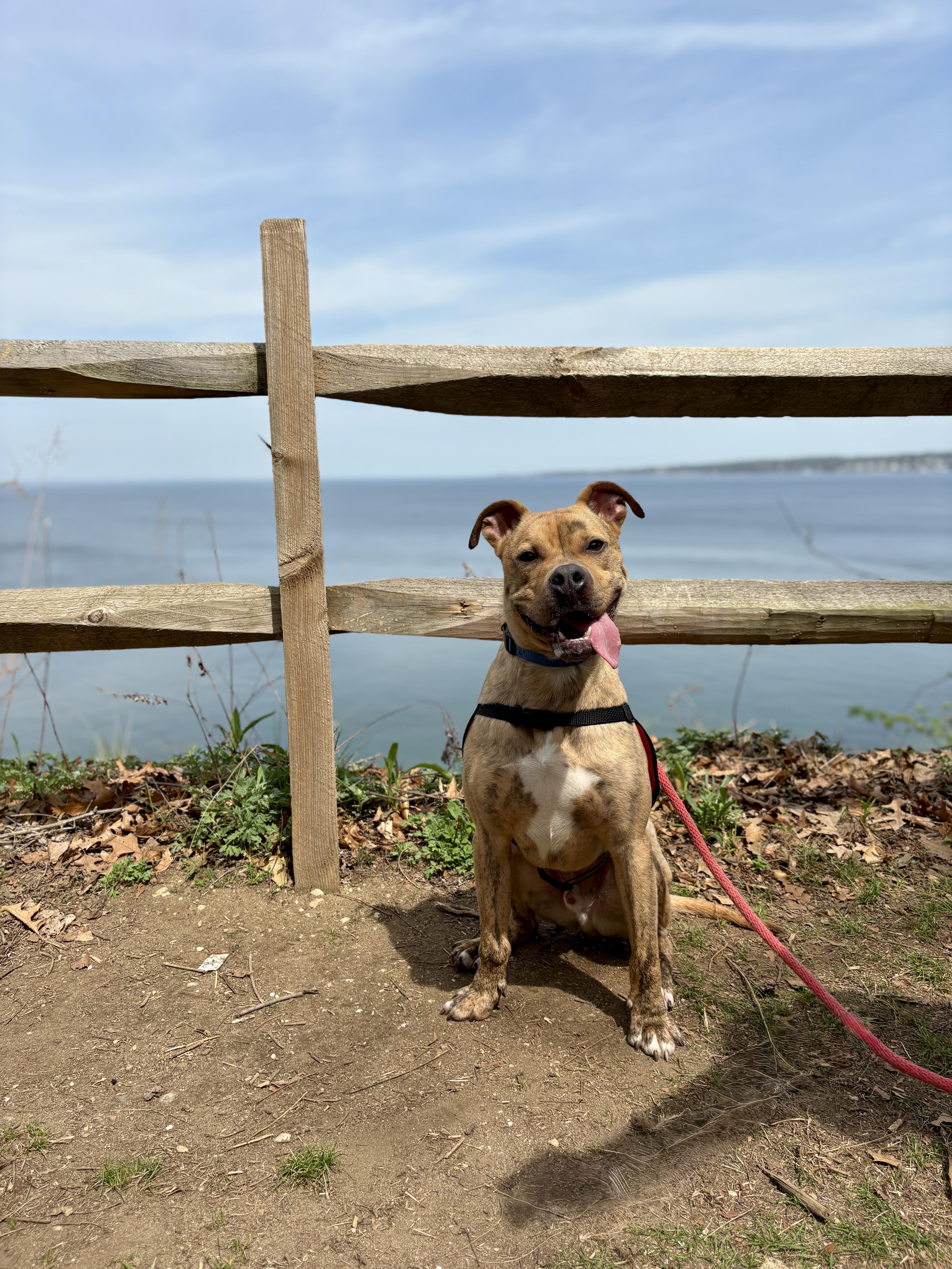 Enlarge Scooch, an adoptable Mixed Breed in Port Washington, NY image 2/6
