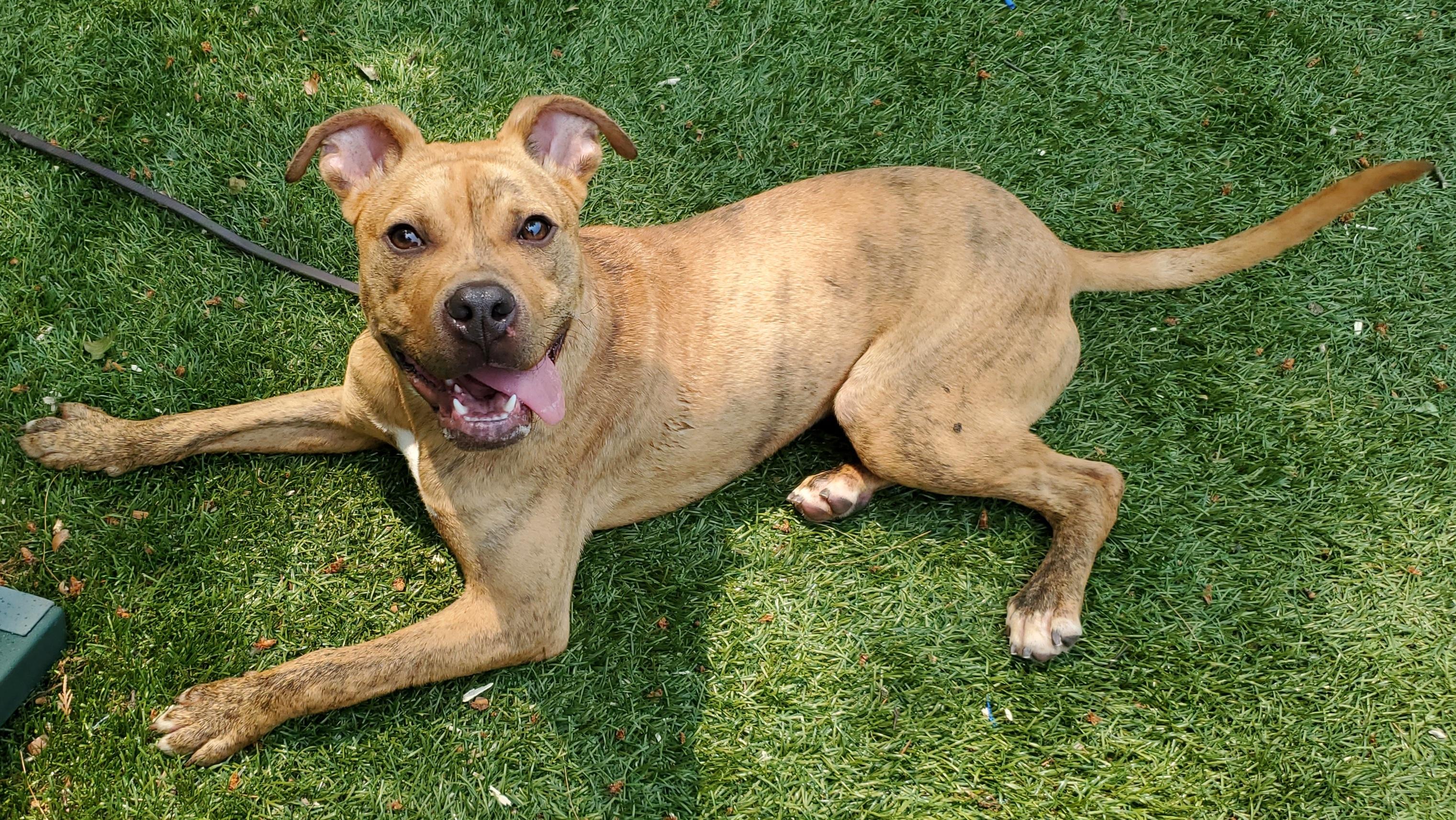 Scooch, an adoptable Mixed Breed in Port Washington, NY image 2/5