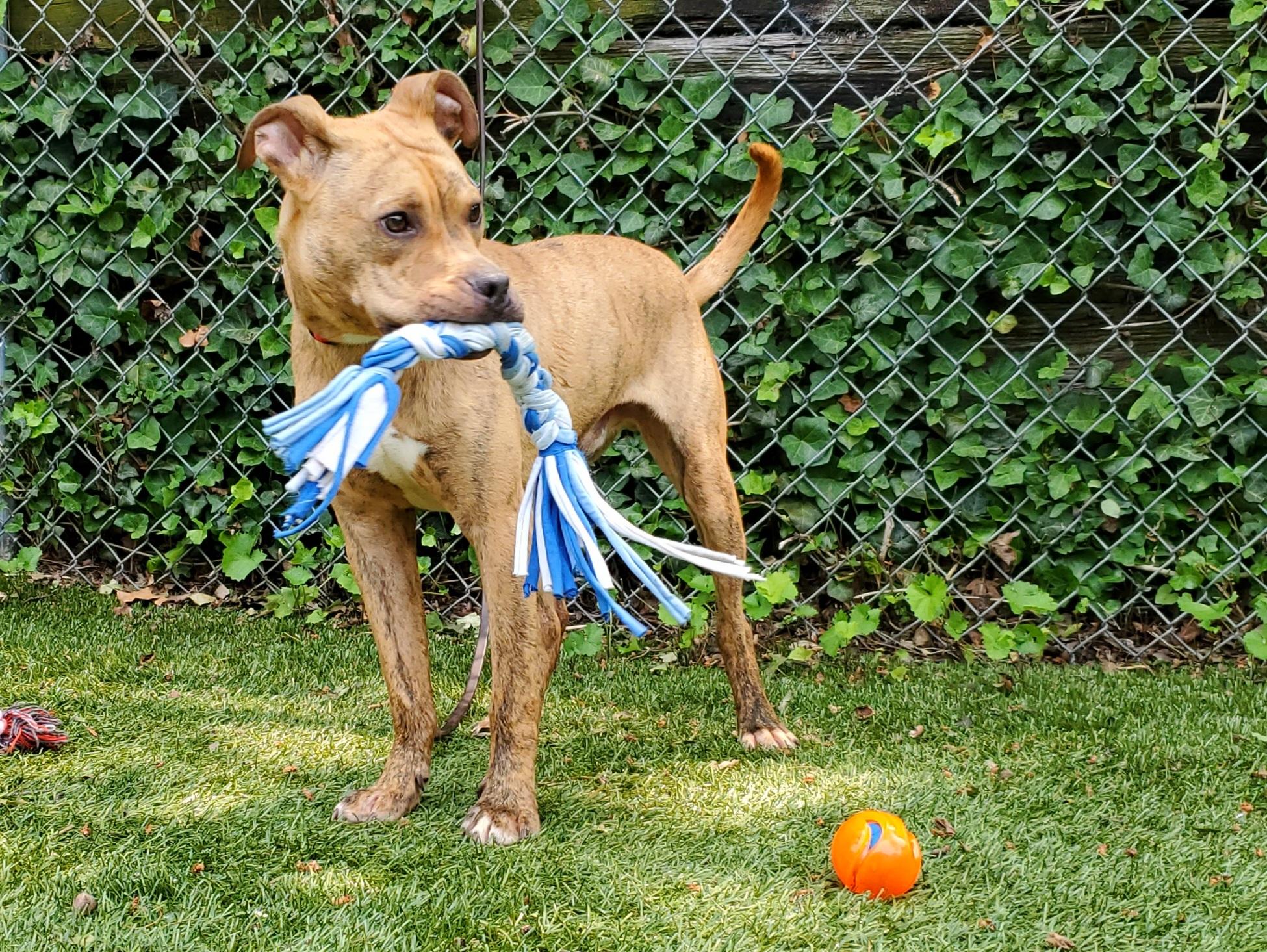 Scooch, an adoptable Mixed Breed in Port Washington, NY image 3/5