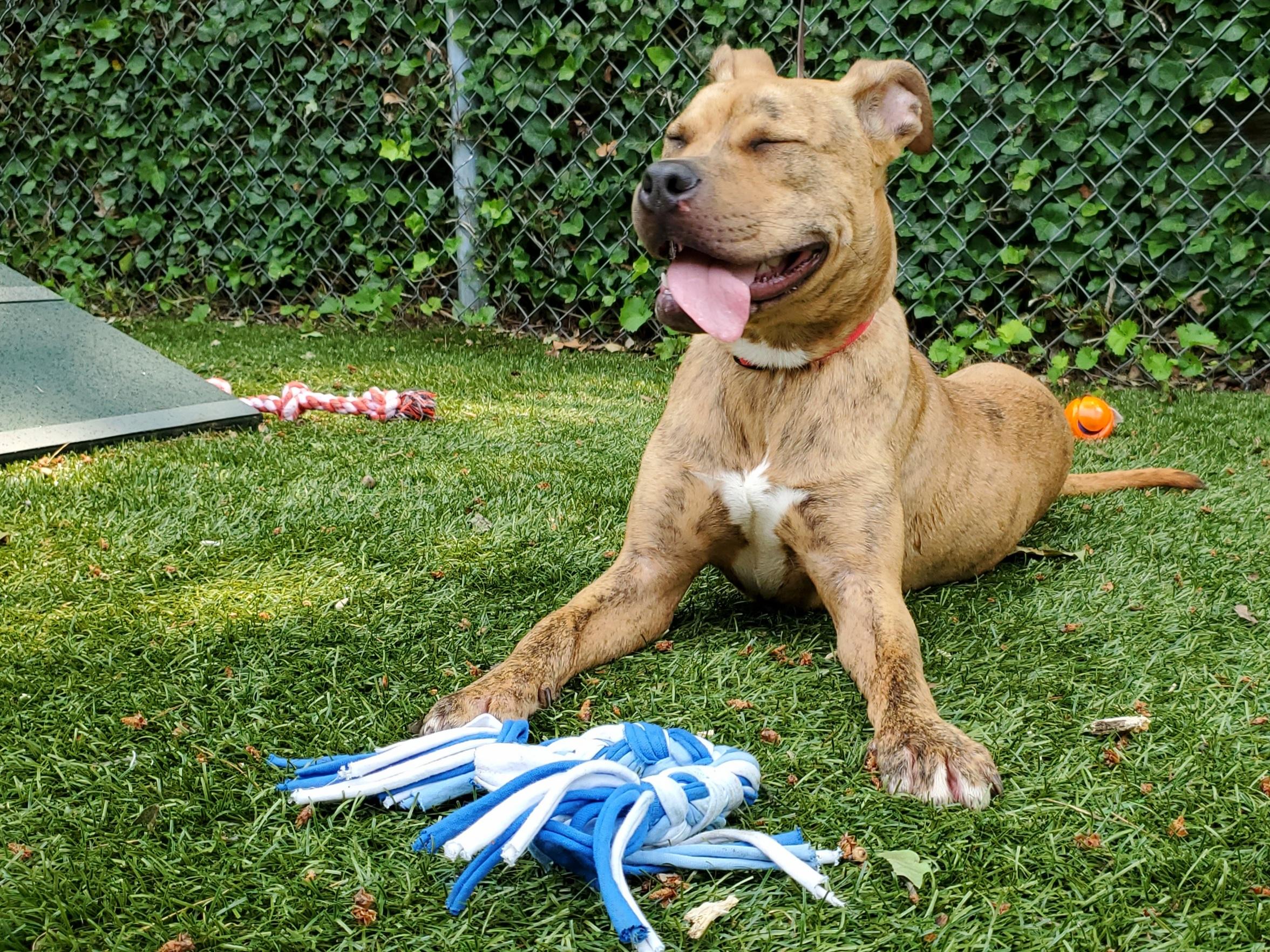 Scooch, adoptable, Young Male Mixed Breed.