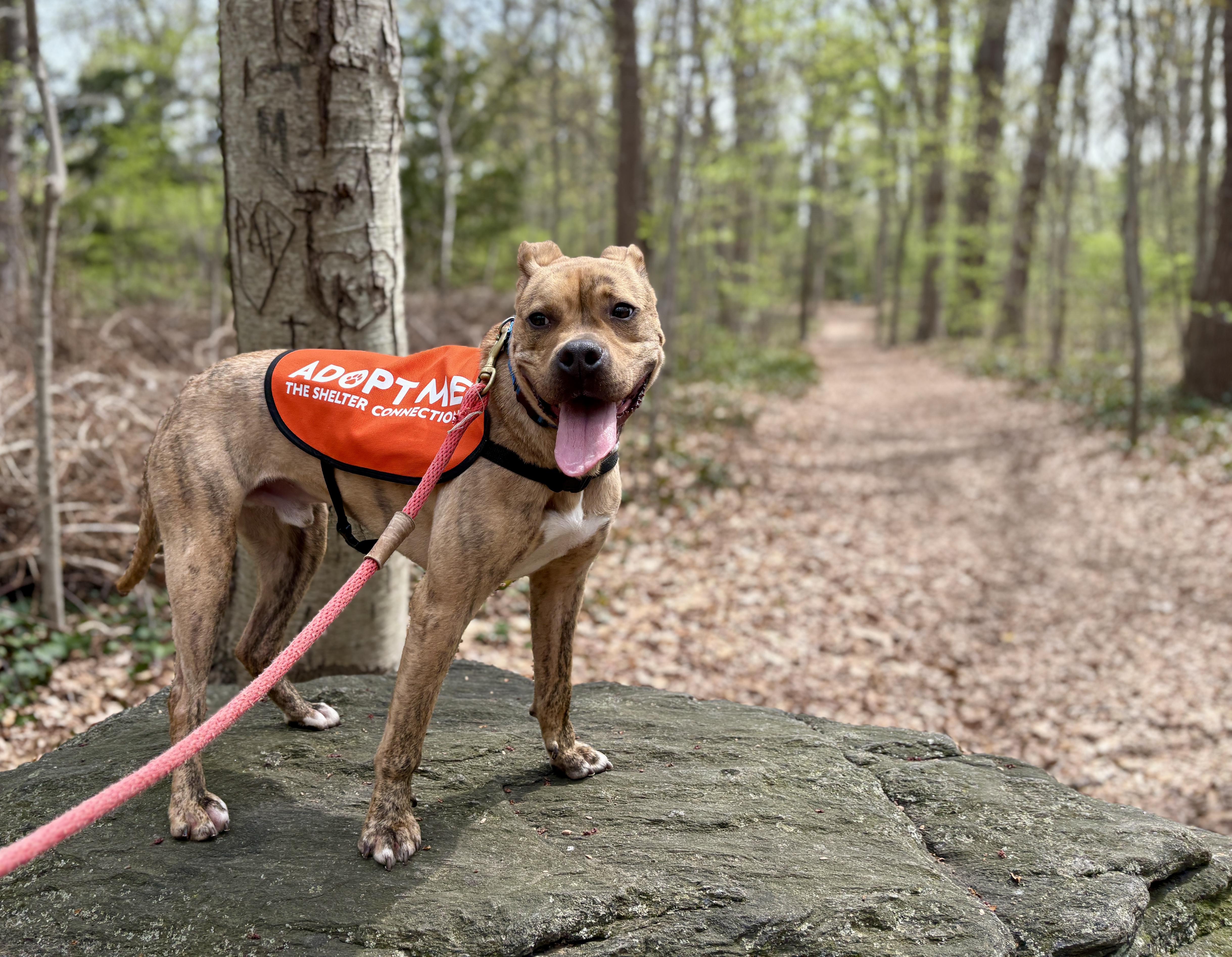 Enlarge Scooch, an adoptable Mixed Breed in Port Washington, NY image 3/6