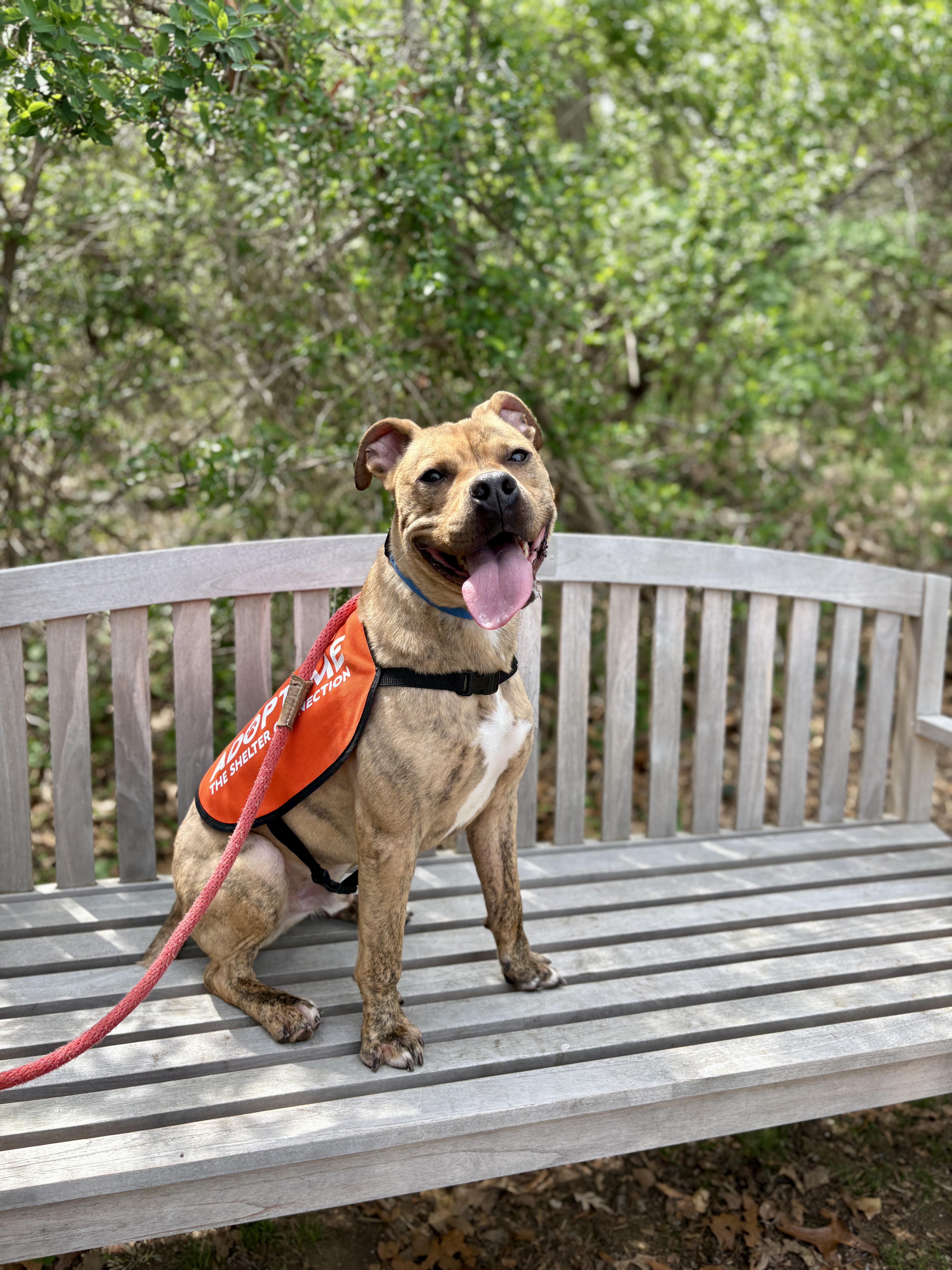 Enlarge Scooch, an adoptable Mixed Breed in Port Washington, NY image 4/6