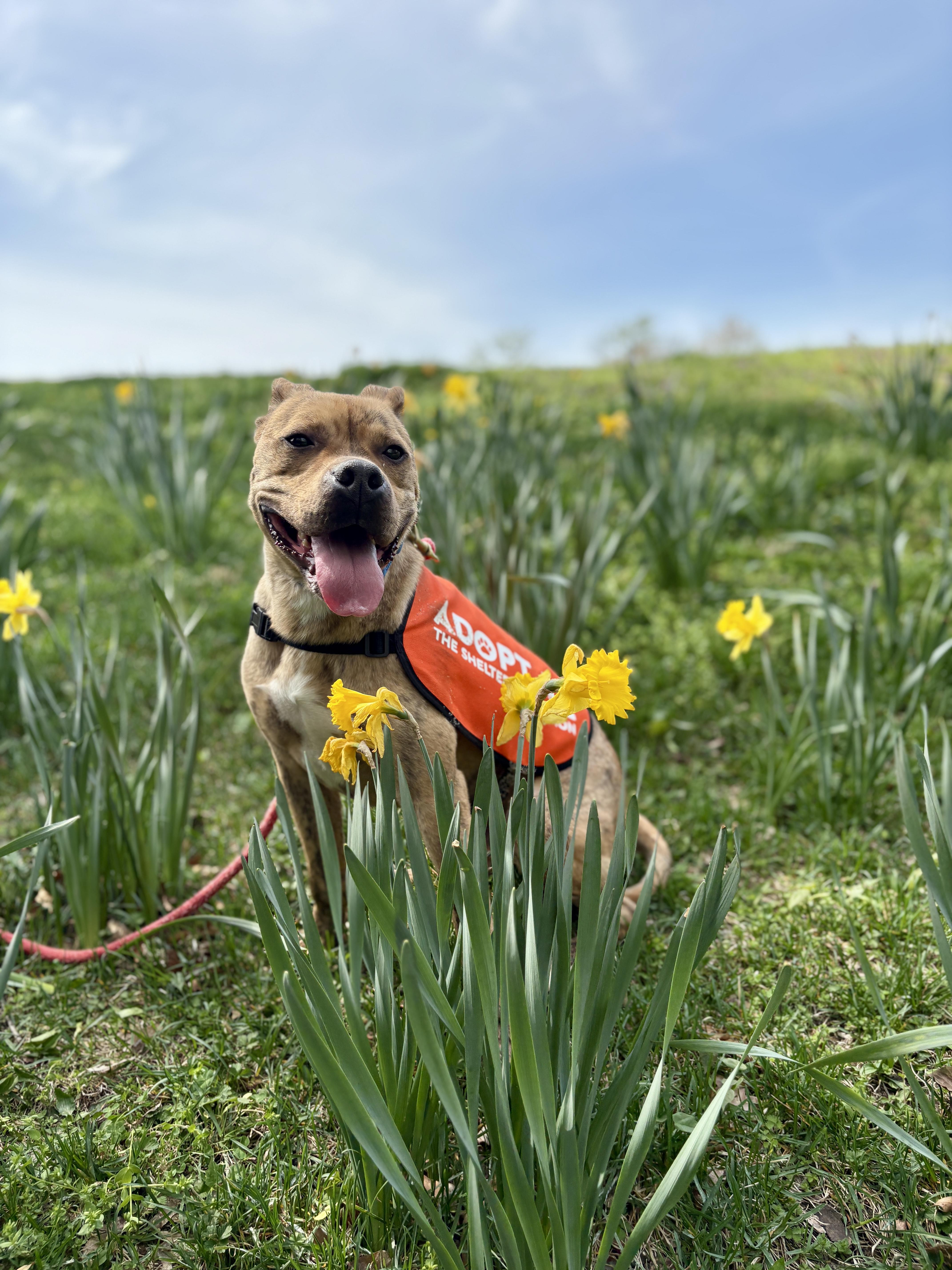 Enlarge Scooch, an adoptable Mixed Breed in Port Washington, NY image 1/6