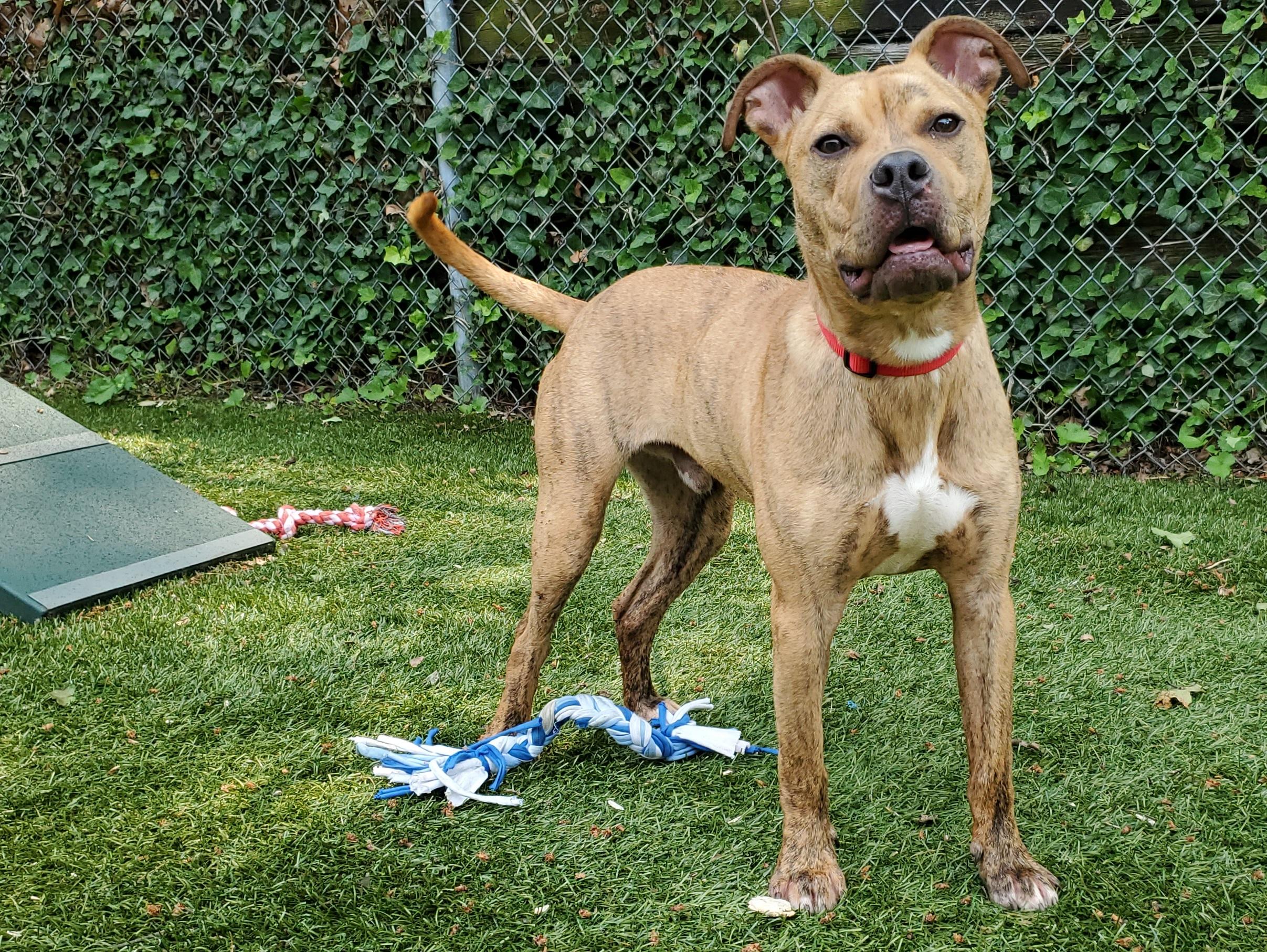 Scooch, an adoptable Mixed Breed in Port Washington, NY image 5/5