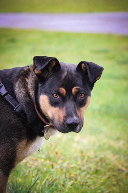 Enlarge Cub, a ADOPTABLE Mixed Breed in Missoula, MT image 2/2