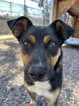 Cub, ADOPTABLE, Young Female Mixed Breed.