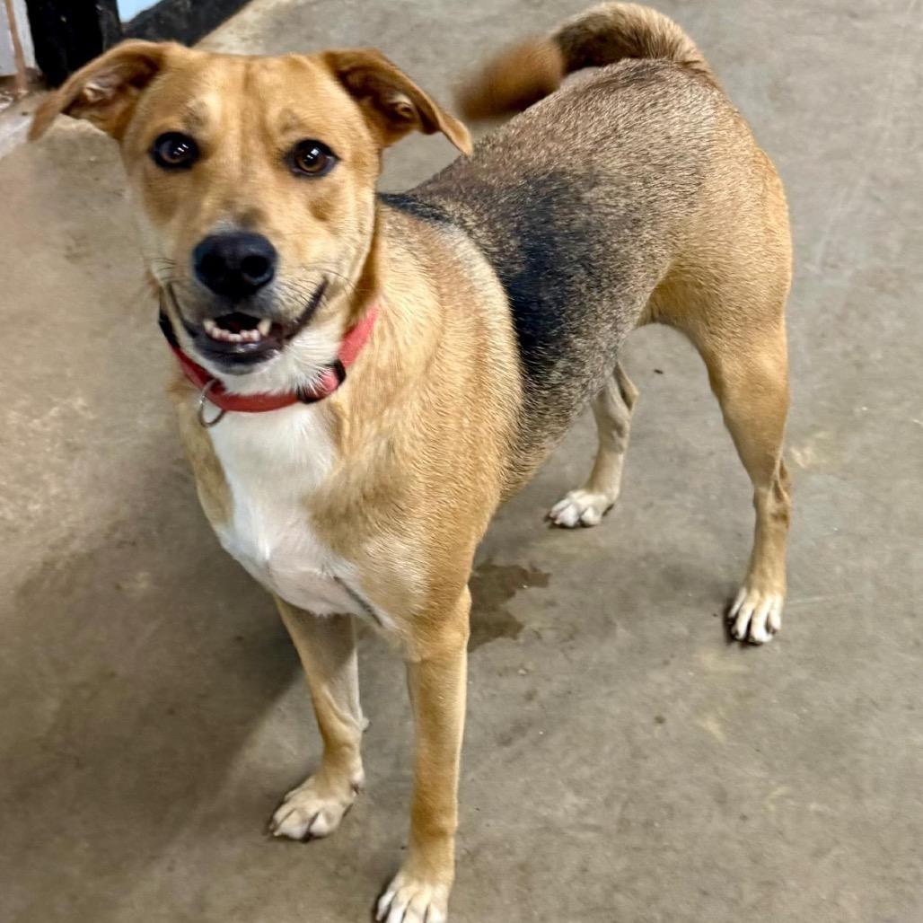 Rowdy, Adoptable, Adult Male Hound.