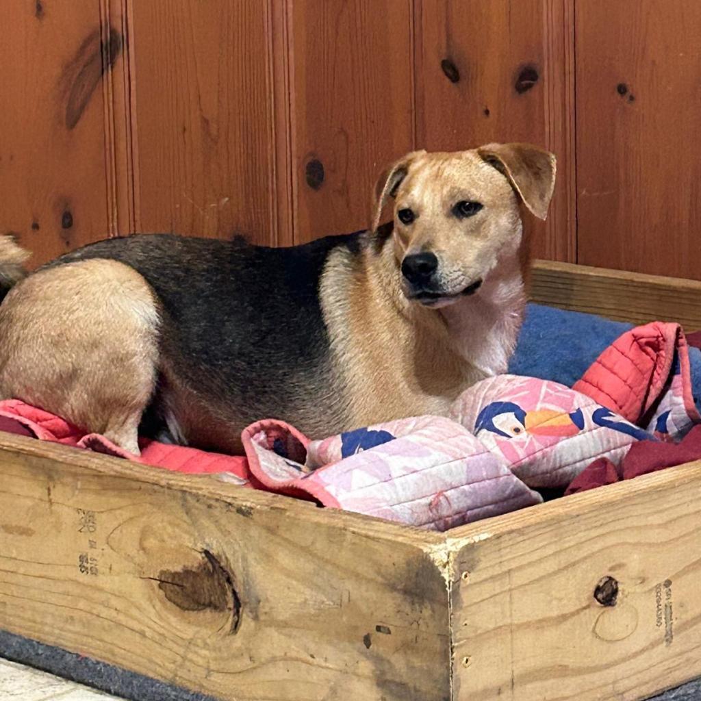 Rowdy, a Adoptable mixed breed in Wadena, MN image 3/6