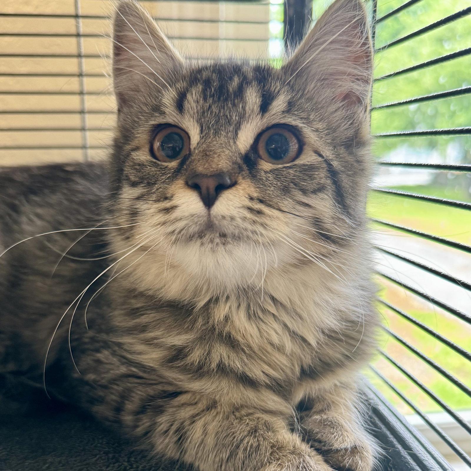 Enzo & Middi, Adoptable, Young Male Domestic Medium Hair.