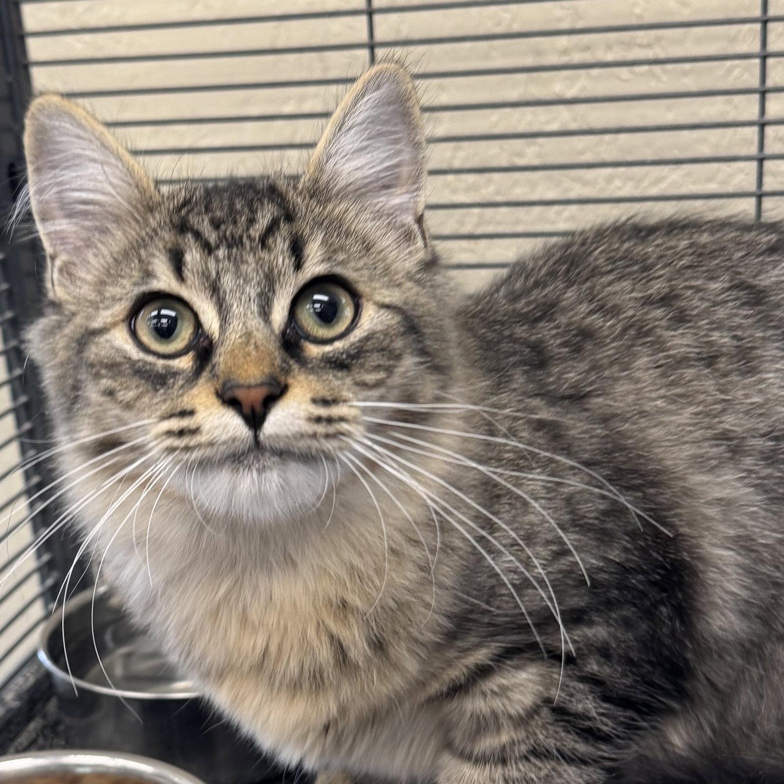 Enlarge Enzo & Middi, a Adoptable Domestic Medium Hair in Winchendon, MA image 2/3
