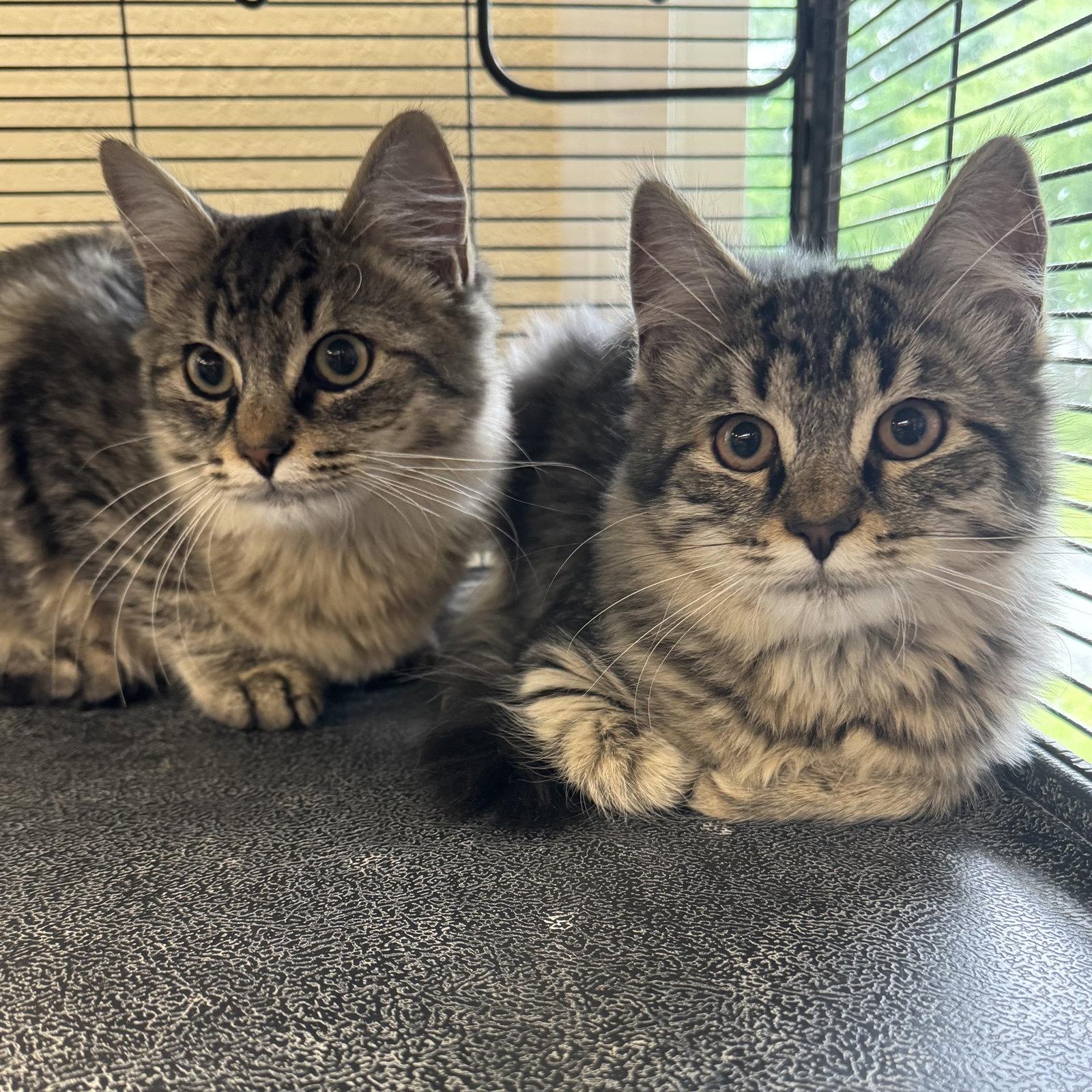 Enlarge Enzo & Middi, a Adoptable Domestic Medium Hair in Winchendon, MA image 3/3