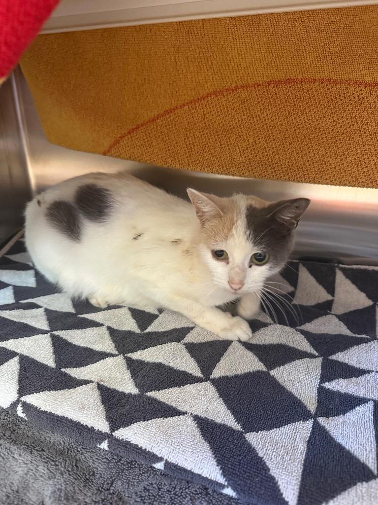 Dolly, Adoptable, Kitten Female Domestic Short Hair.