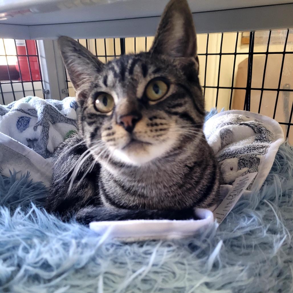 Enlarge Maggie, a Adoptable Domestic Short Hair in Allyn, WA image 1/1