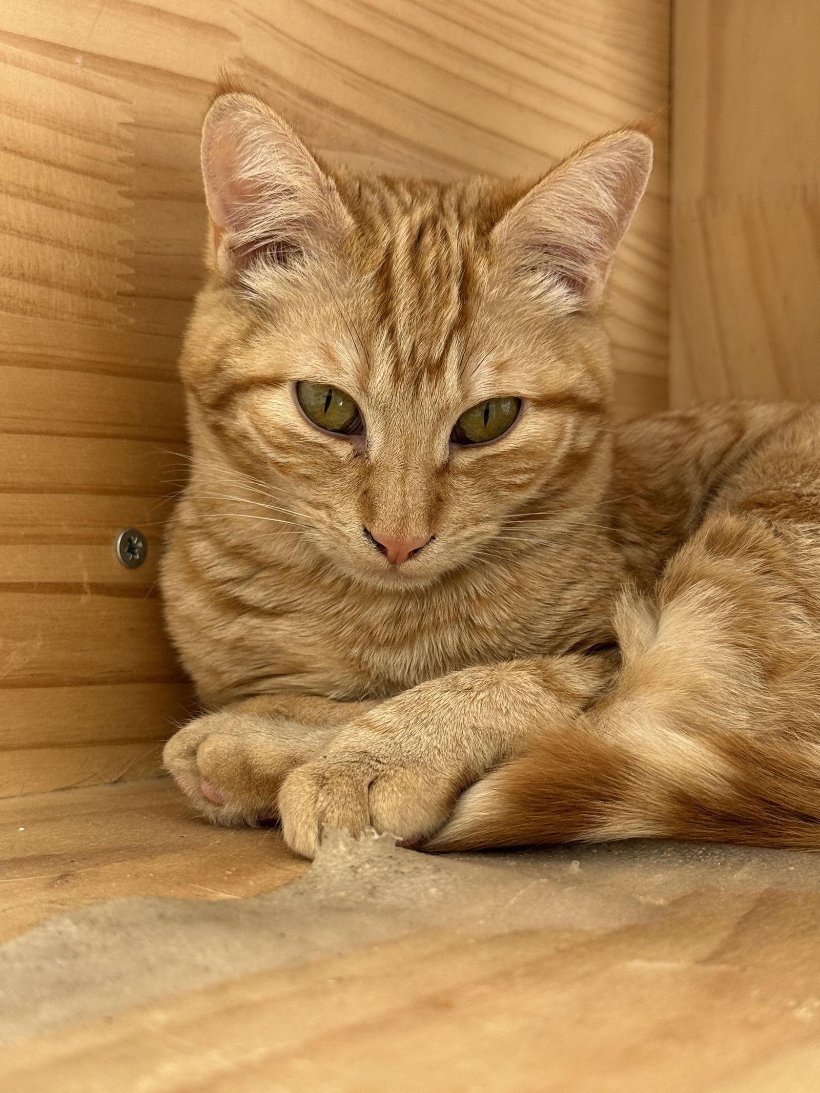 Ginger & Wasabi - twin tangerine tabbies - CCC, Adopted, Kitten Female Tabby & Domestic Short Hair.