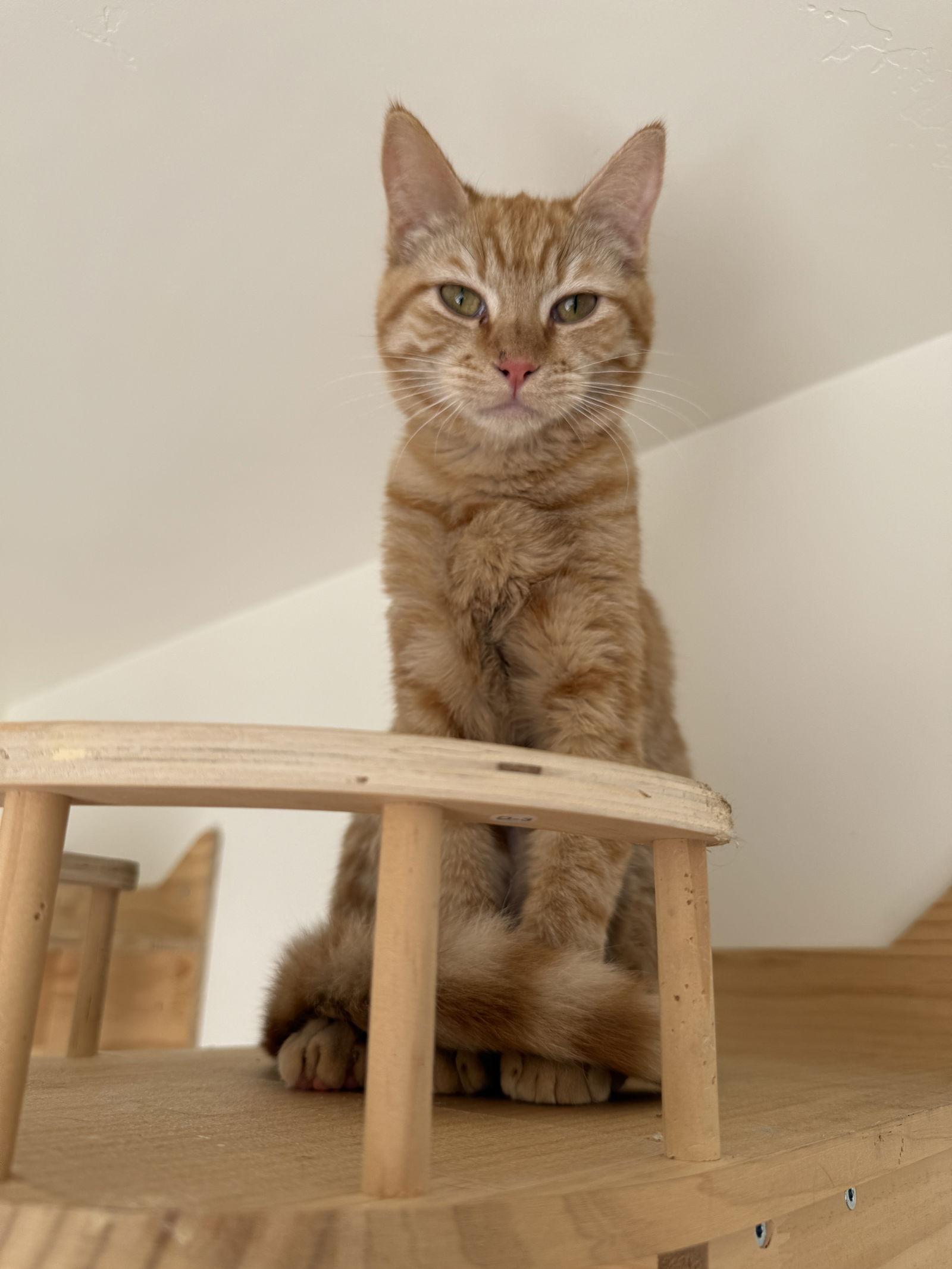 Enlarge Ginger & Wasabi - twin tangerine tabbies - CCC, a Adopted mixed breed in San Luis Obispo, CA image 2/2