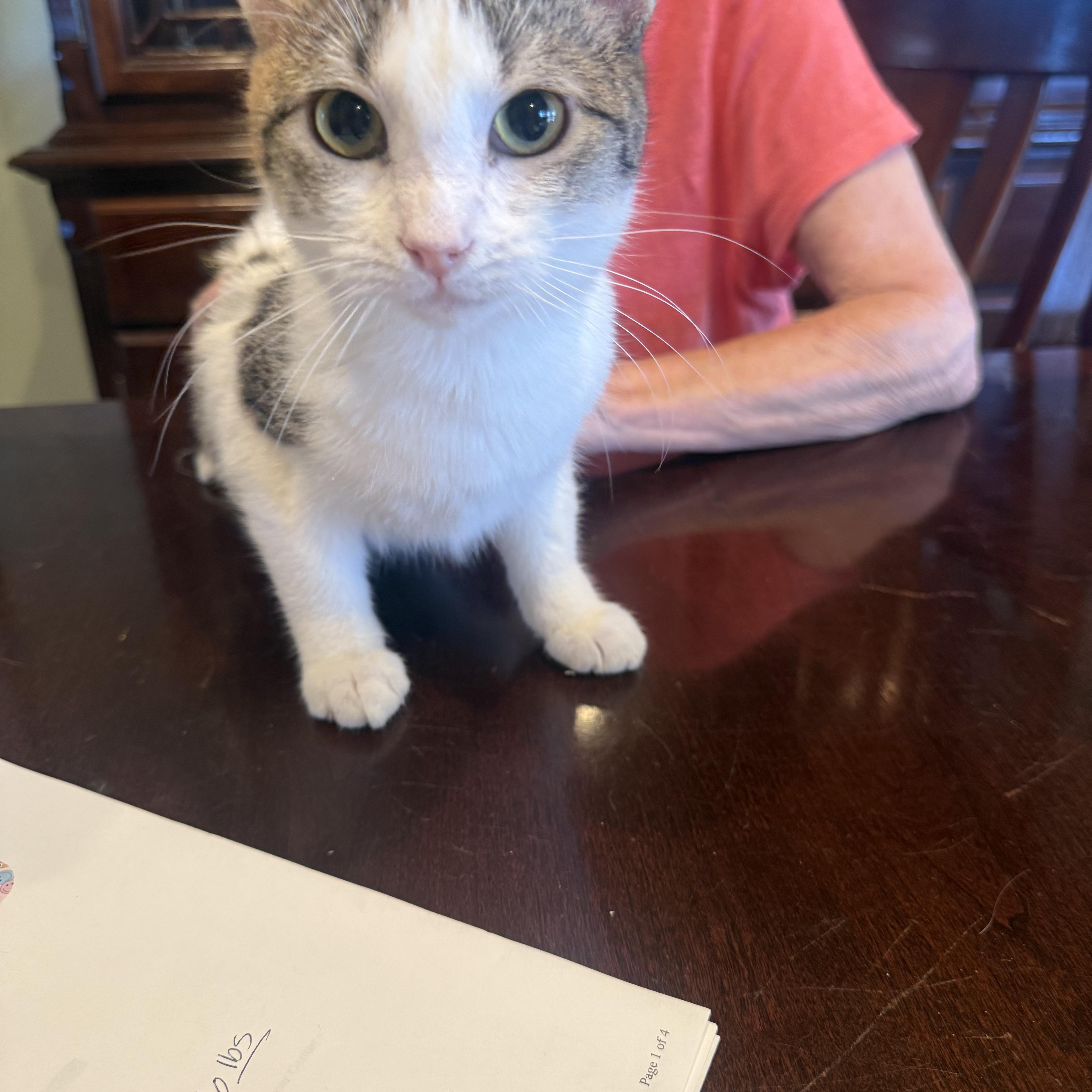 Flirt, adopted, Young Female Calico.