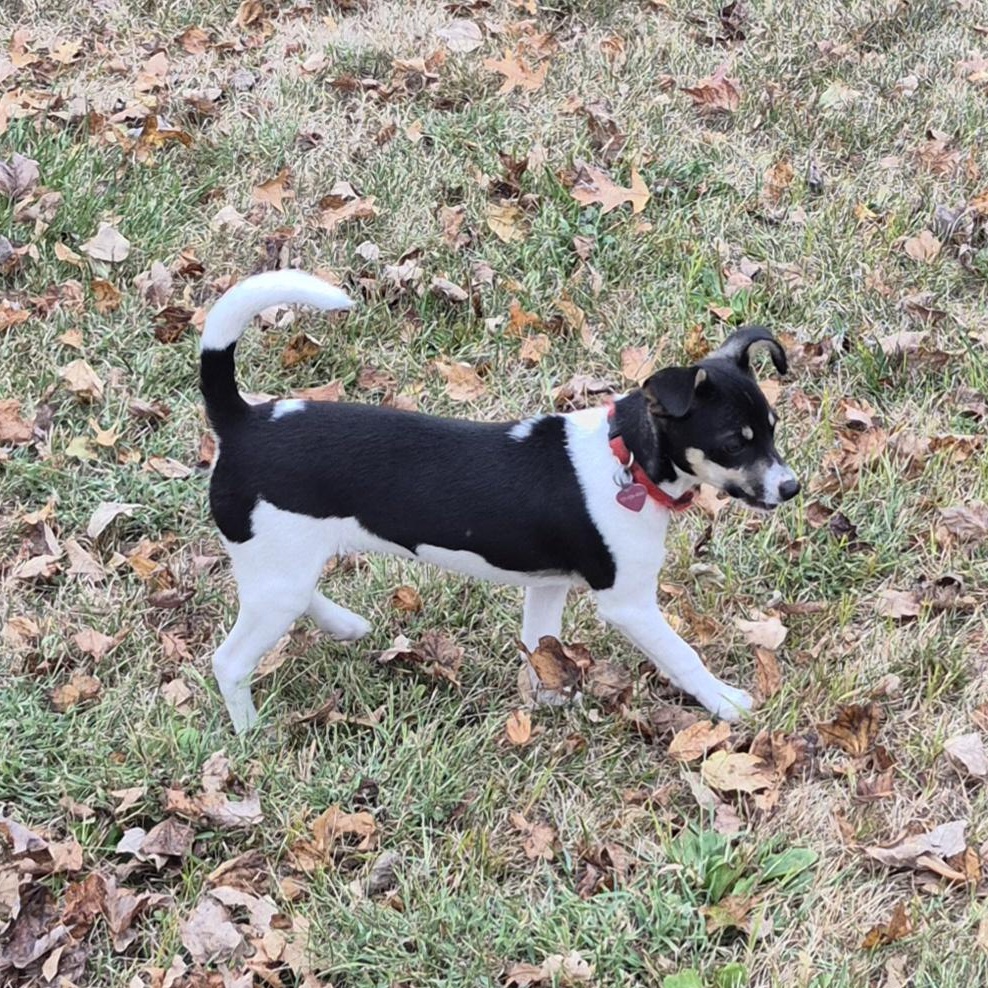 Cinnamon Roll, Adoptable, Puppy Female Rat Terrier.