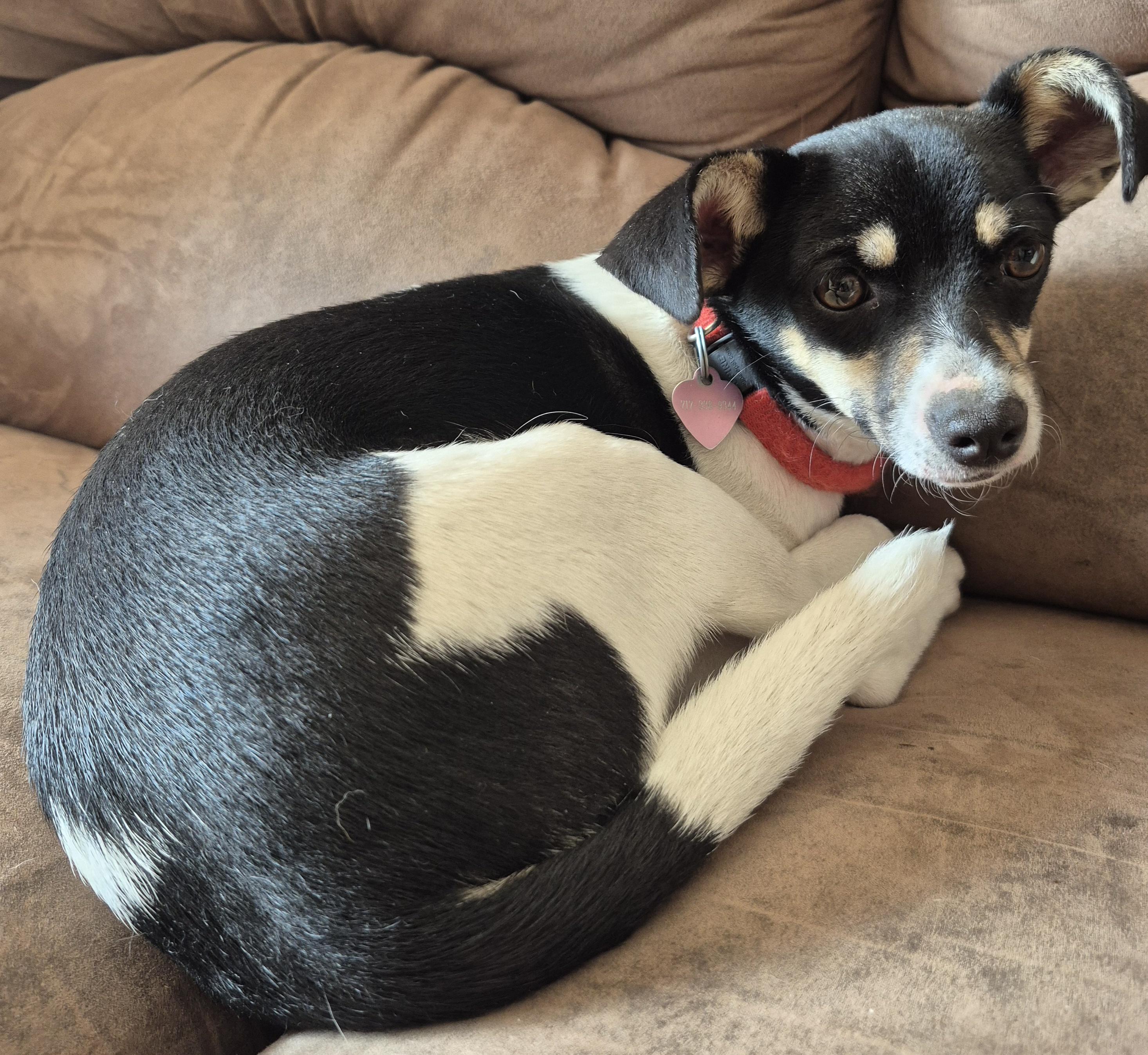 Cinnamon Roll, a Adoptable Rat Terrier in Silver Spring, MD image 4/4