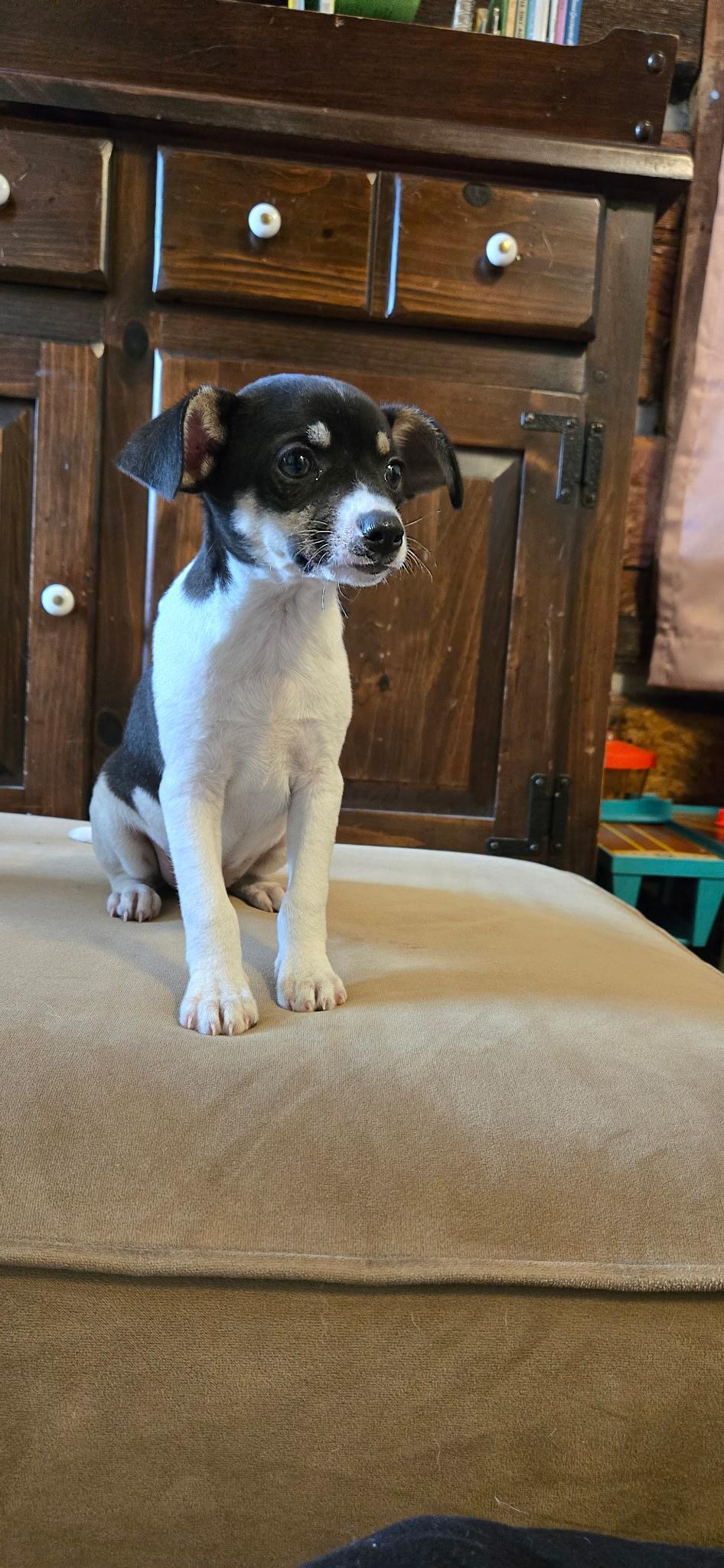 Cinnamon Roll, a Adoptable Rat Terrier in Silver Spring, MD image 1/4