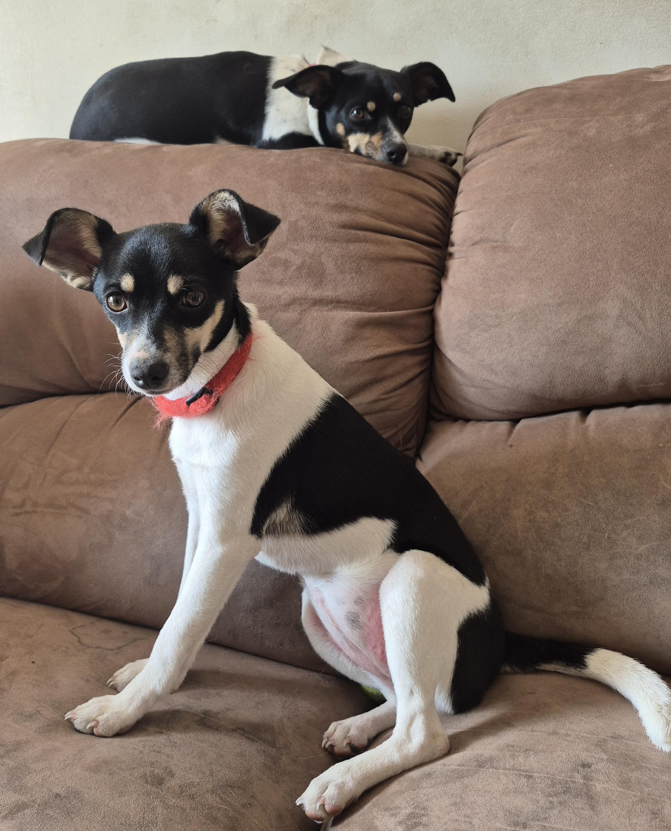 Cinnamon Roll, a Adoptable Rat Terrier in Silver Spring, MD image 2/4