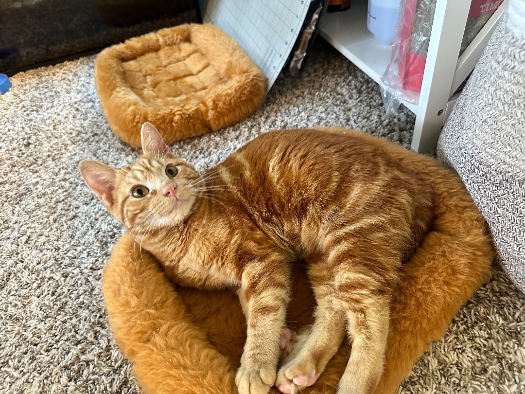 Oliver , Adopted, Young Male Domestic Short Hair.