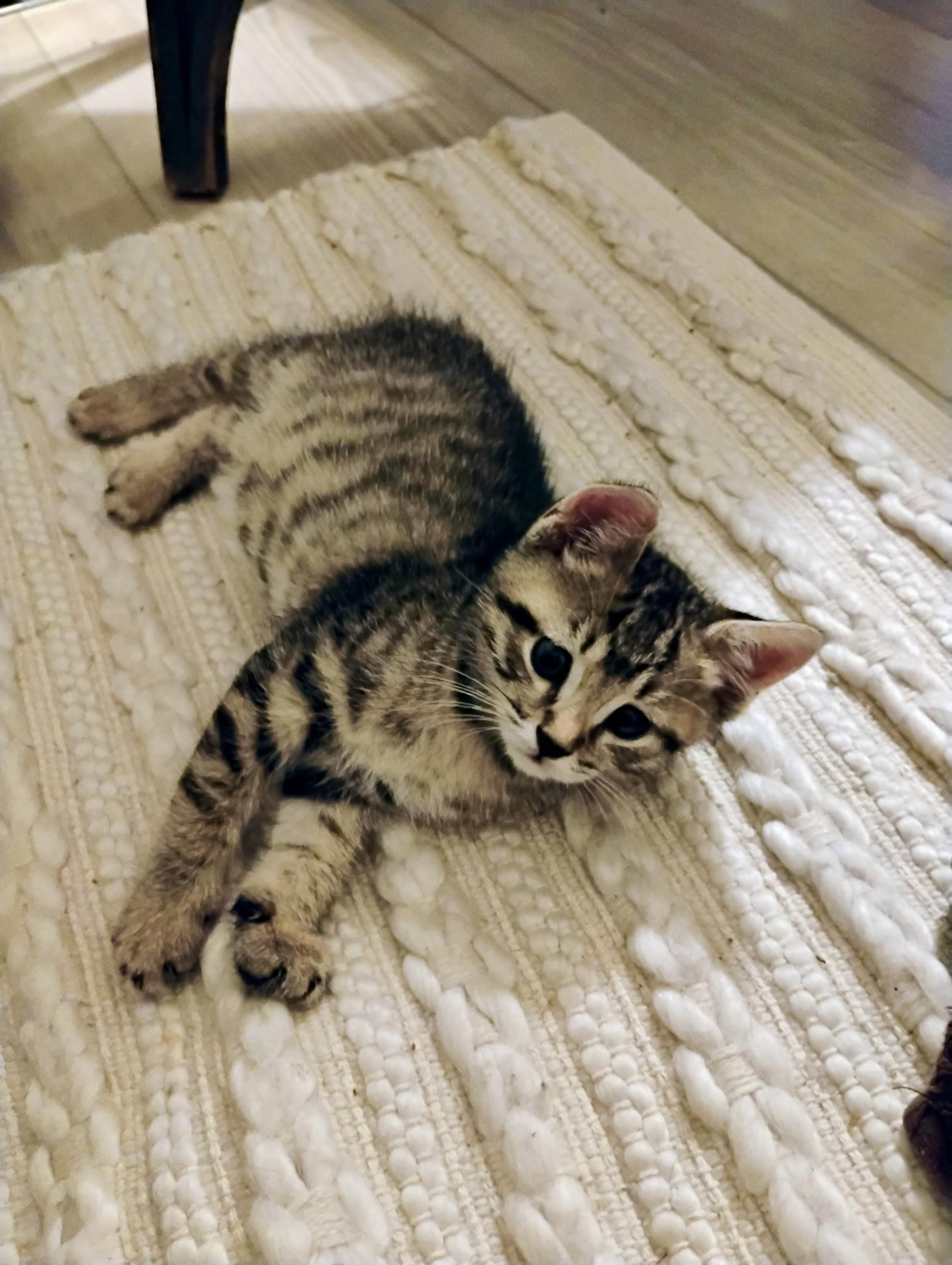 Caramel, Adopted, Young Male Bengal & Domestic Short Hair.