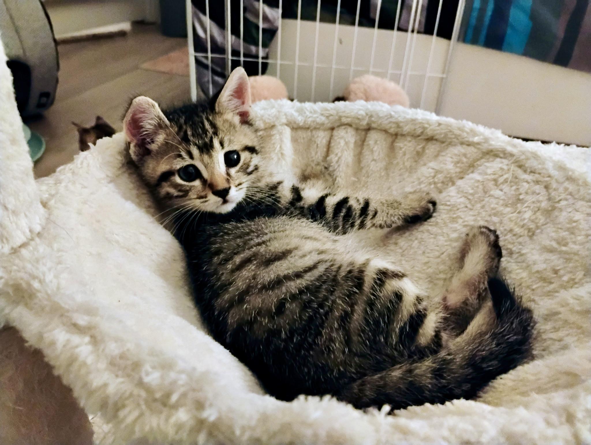 Enlarge Caramel, a Adopted mixed breed in St Petersburg, FL image 2/3