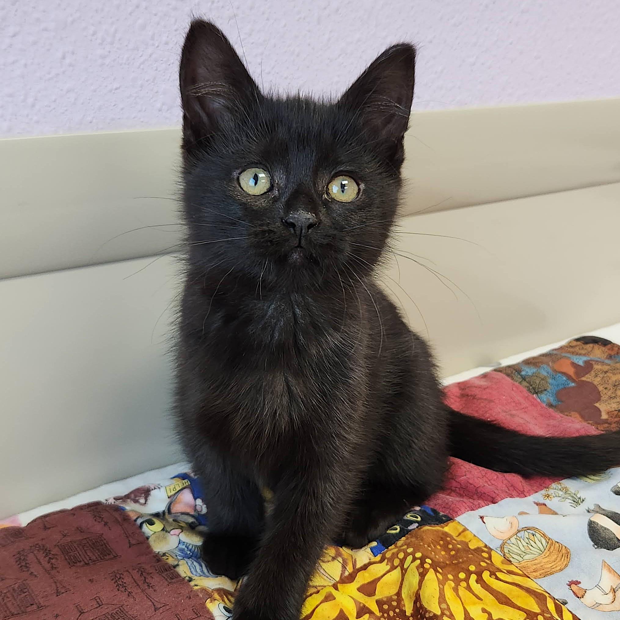 Mountain, an adopted Domestic Short Hair in Marshfield, WI image 2/5