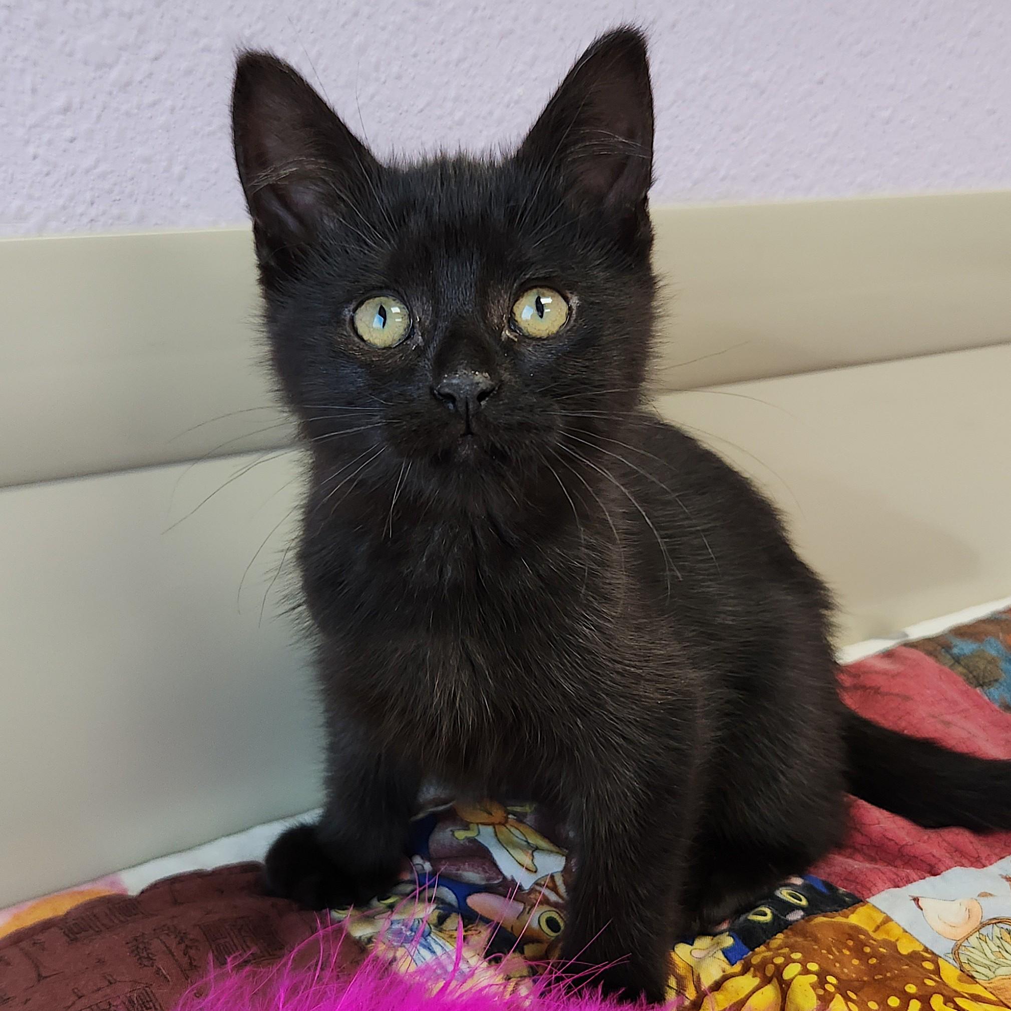 Mountain, adopted, Kitten Female Domestic Short Hair.