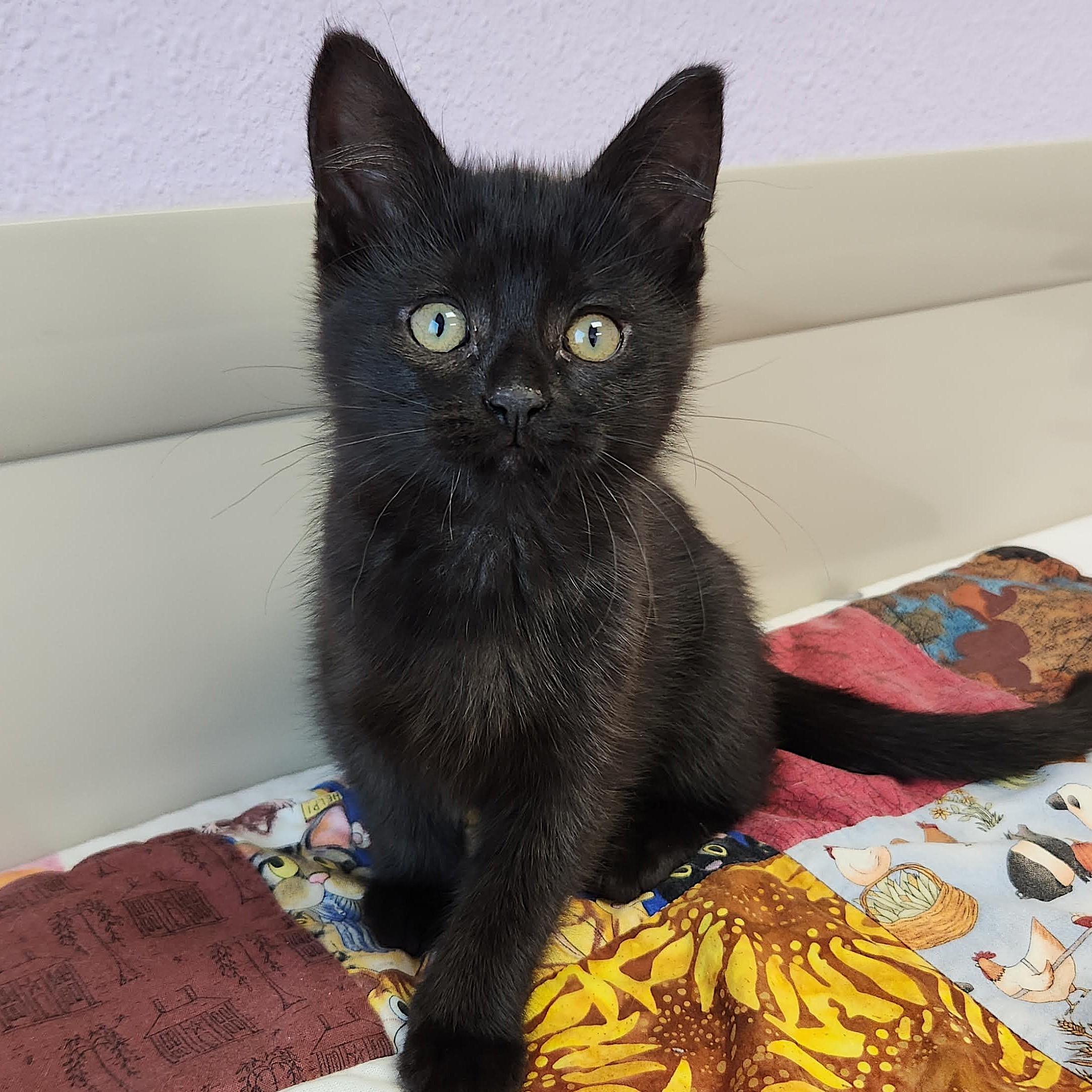 Mountain, an adopted Domestic Short Hair in Marshfield, WI image 3/5