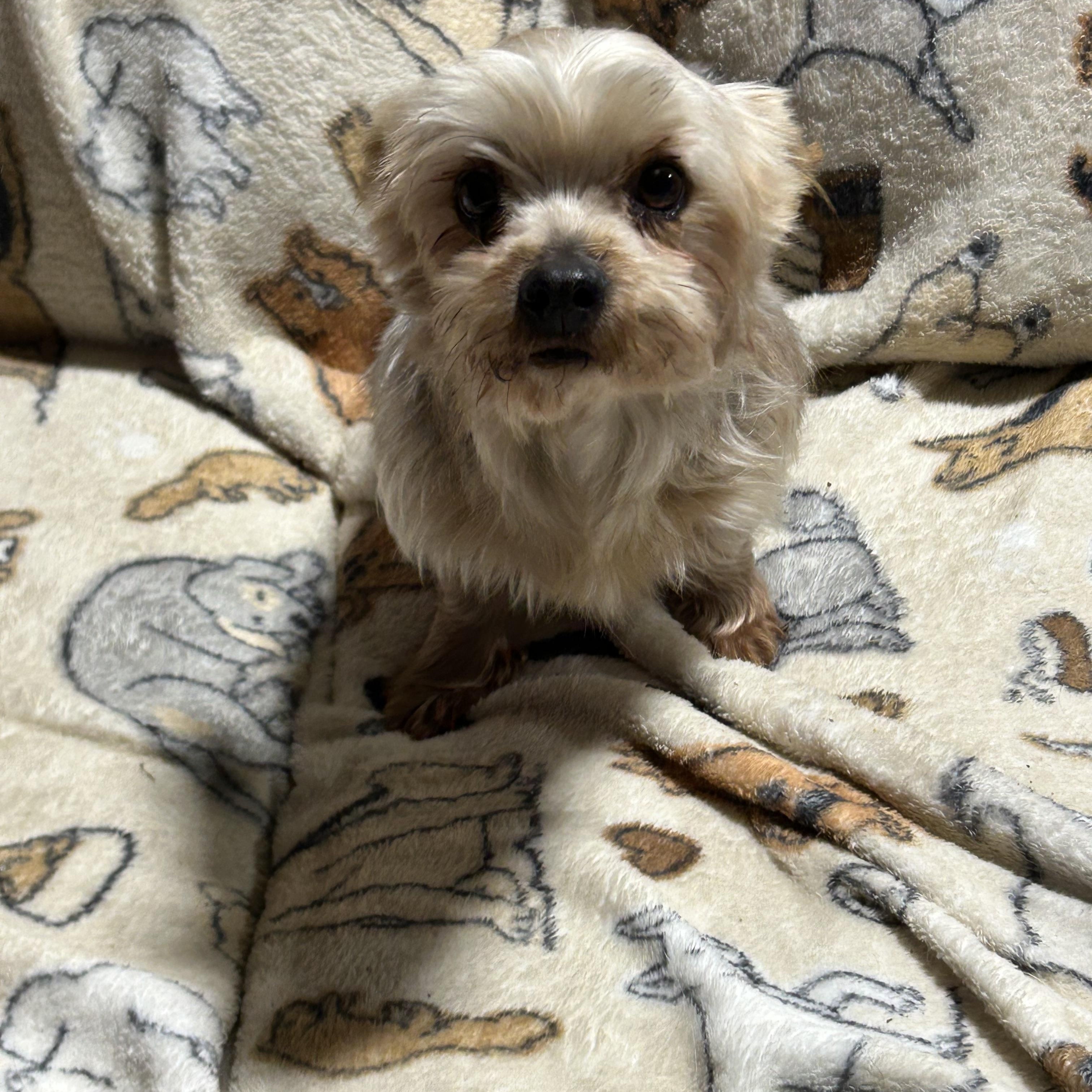 Enlarge Tracey.  Super nice! Lapdog , a Adoptable Yorkshire Terrier in Antwerp, OH image 3/5