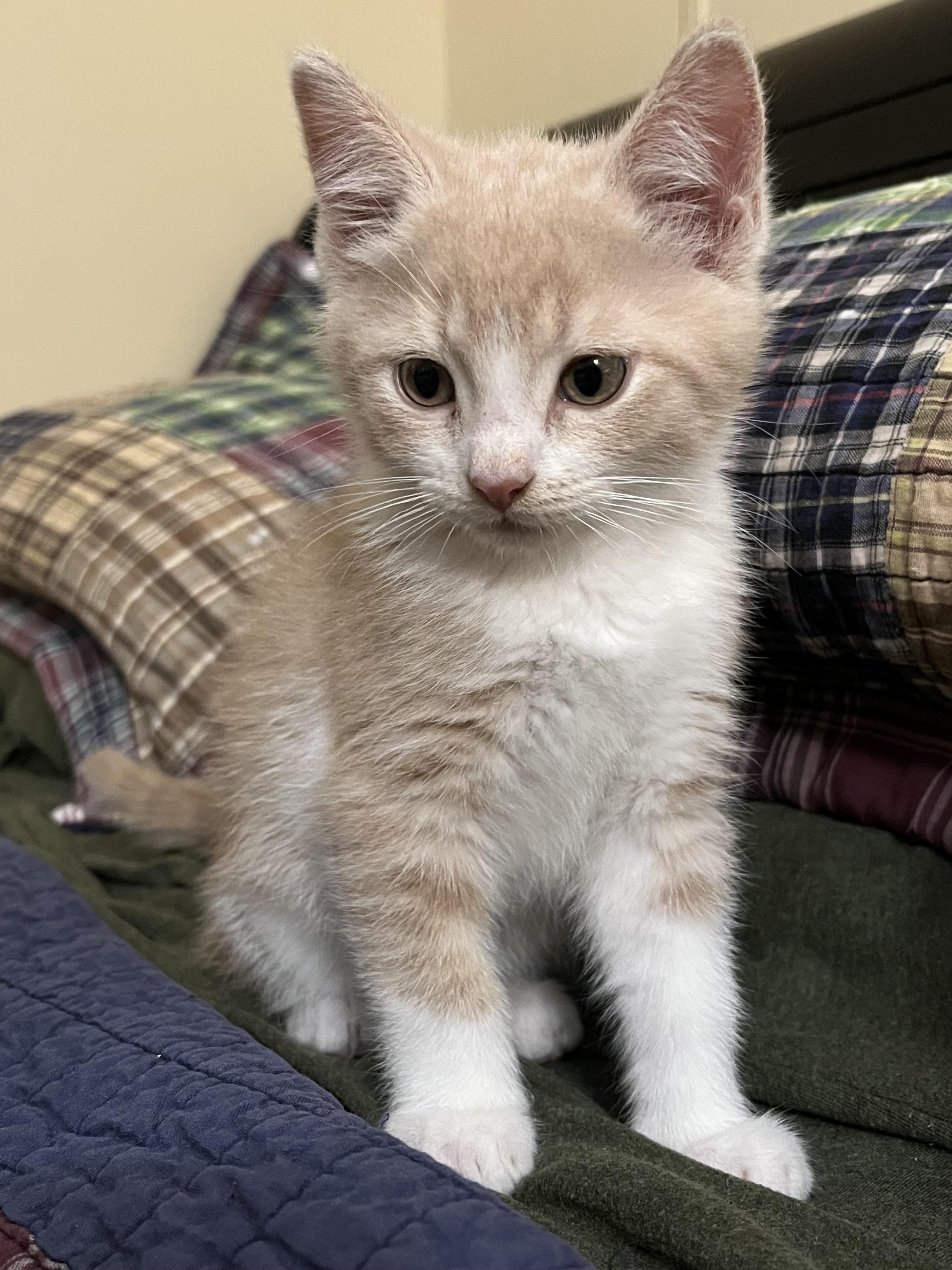 Enlarge Quigly, a Adopted Domestic Short Hair in CRYSTAL RIVER, FL image 1/2