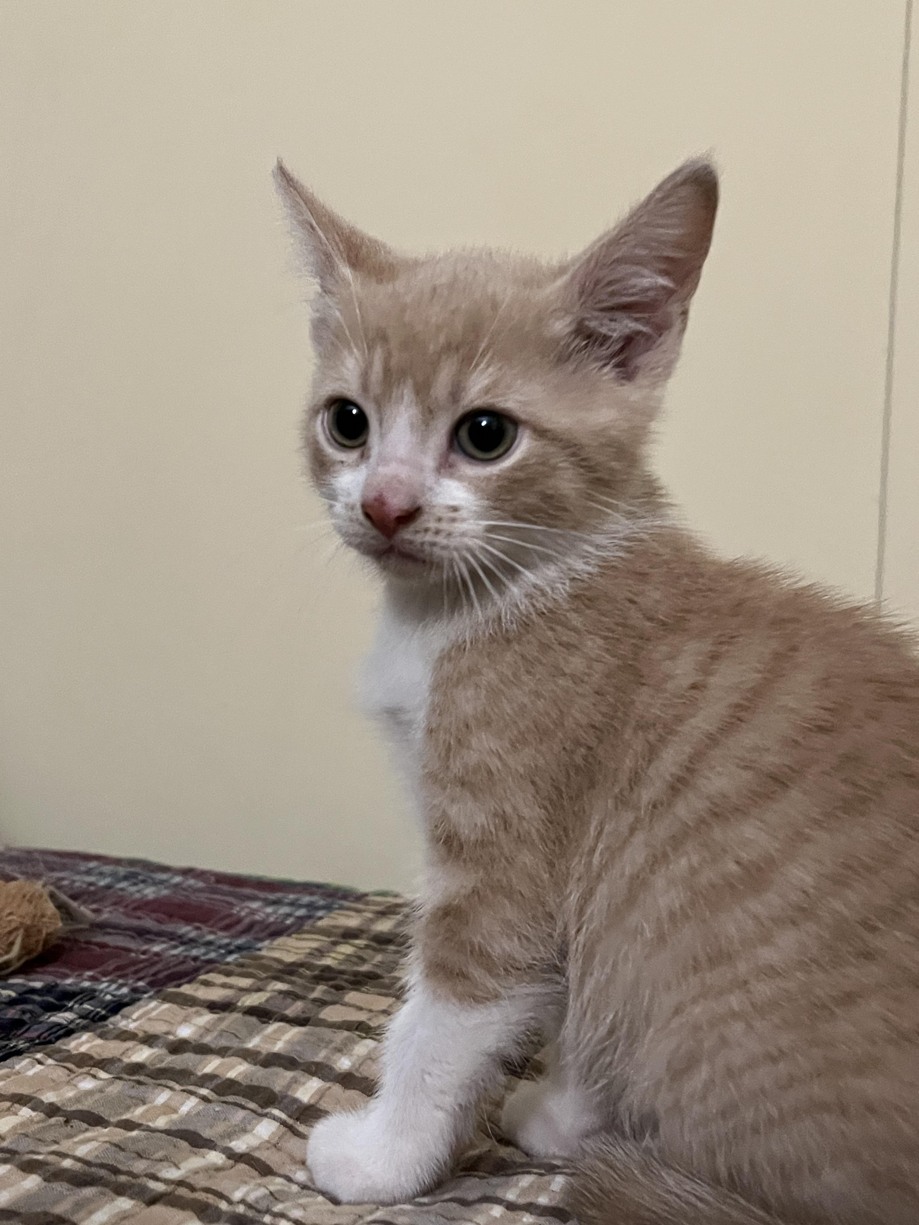 Enlarge Quigly, a Adopted Domestic Short Hair in CRYSTAL RIVER, FL image 2/2