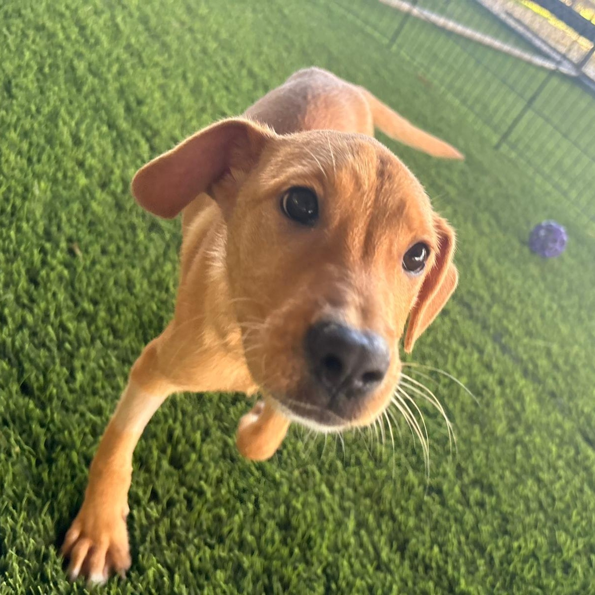 Enlarge Eve, a Adoptable mixed breed in Belmar , NJ image 1/4