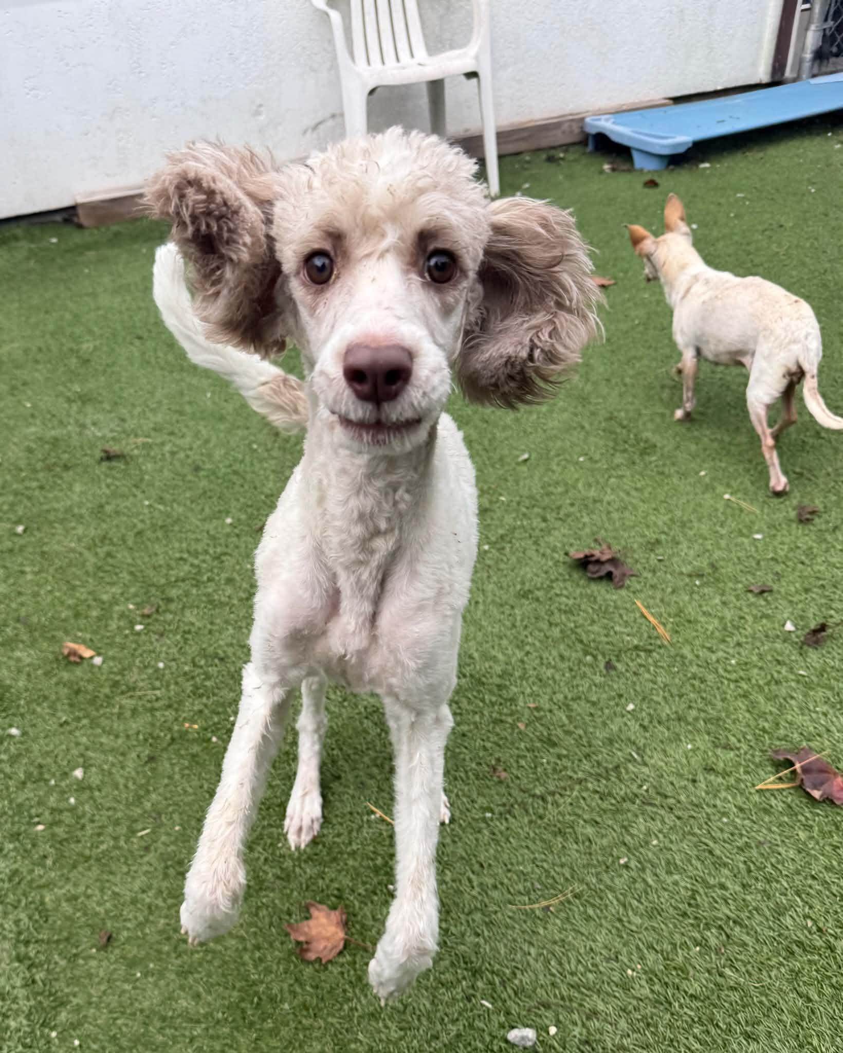 Eerie, Adoptable, Young Female Aussiedoodle.