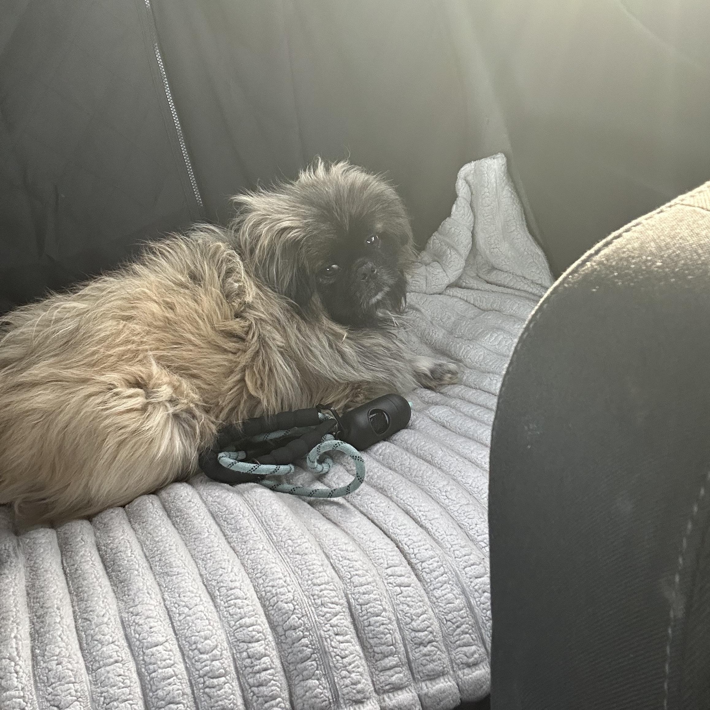 Enlarge Onassis, an adopted Pekingese in Dallas, TX image 2/2