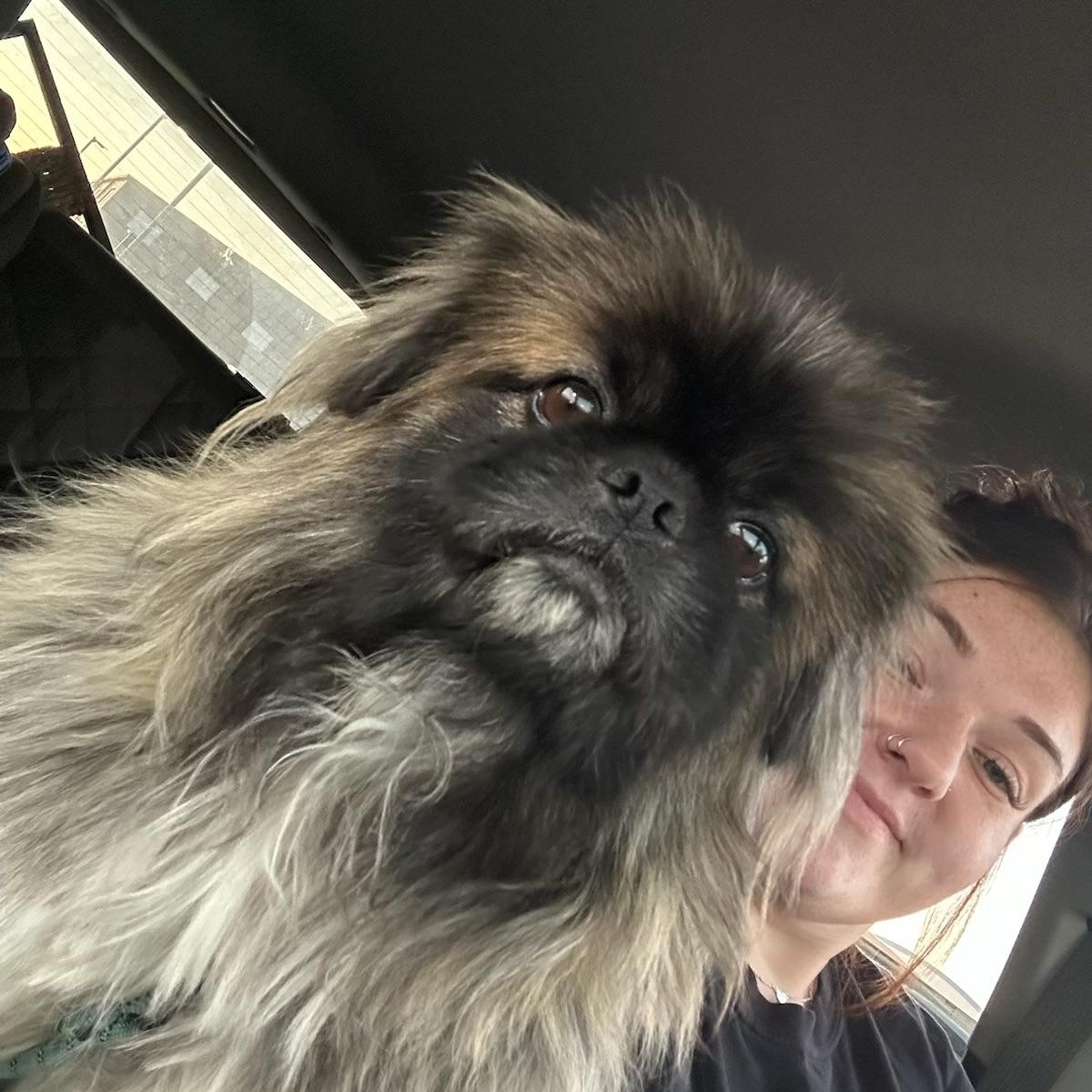 Enlarge Onassis, an adopted Pekingese in Dallas, TX image 1/2