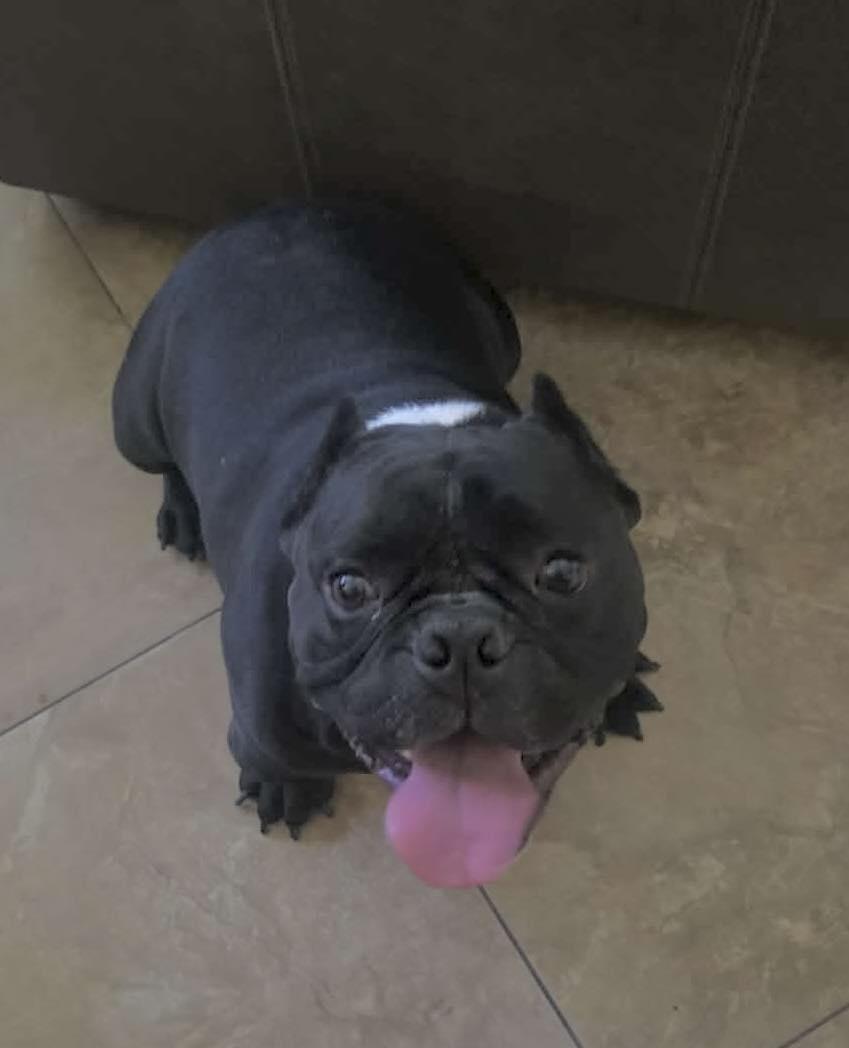 Enlarge Bear, a Adoptable mixed breed in Phoenix, AZ image 1/1