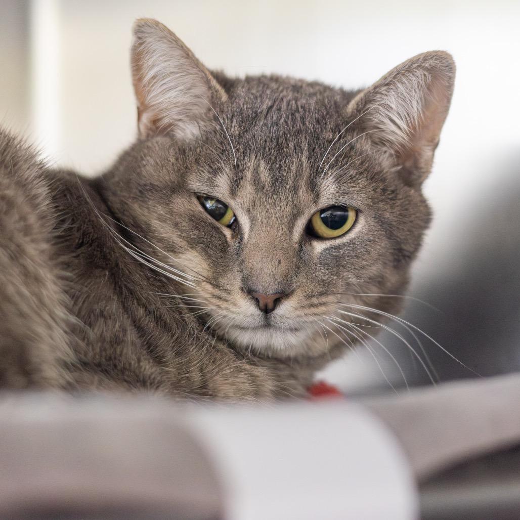 Andy, Adoptable, Young Male Domestic Short Hair.