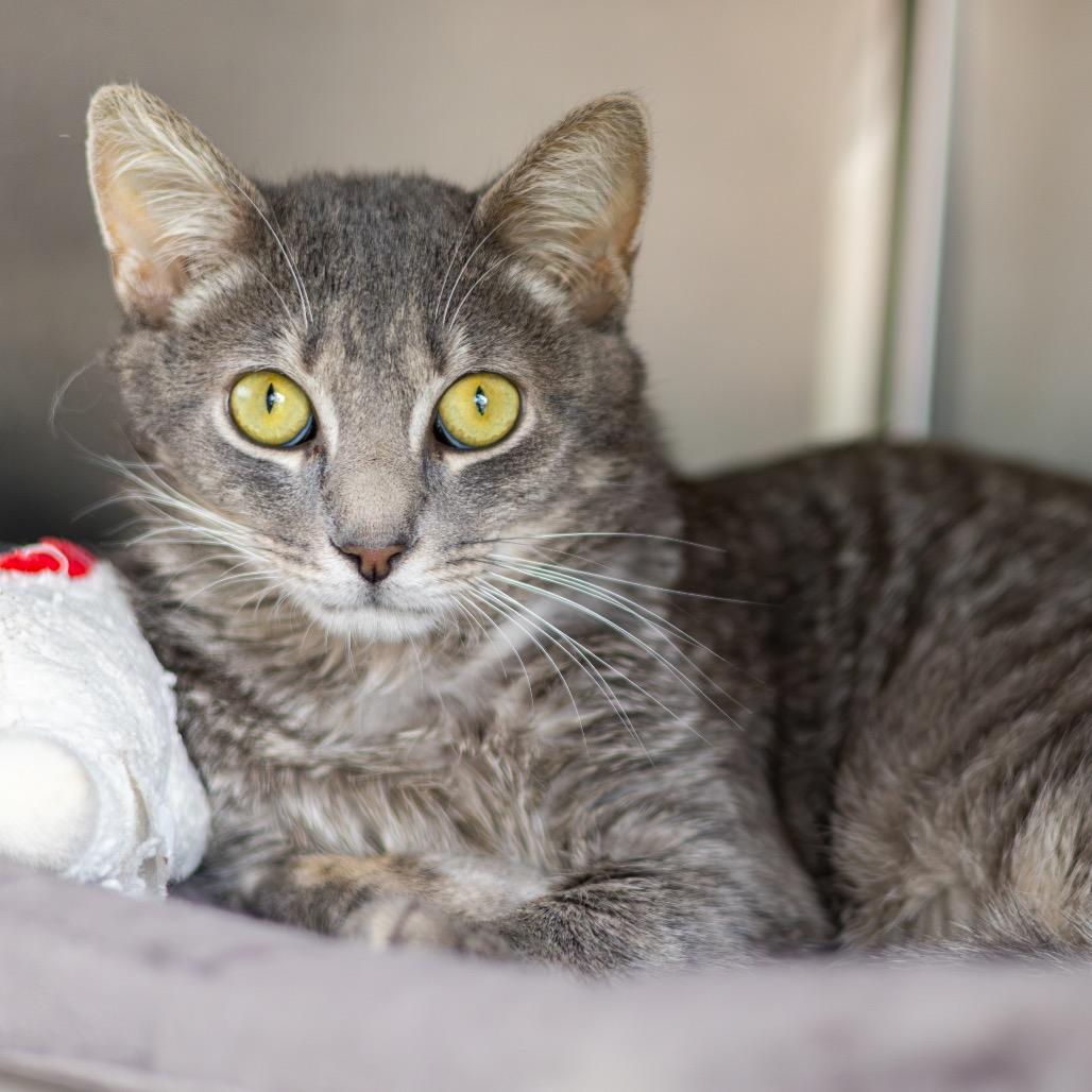 Enlarge Andy, a Adoptable Domestic Short Hair in Newark, DE image 2/6