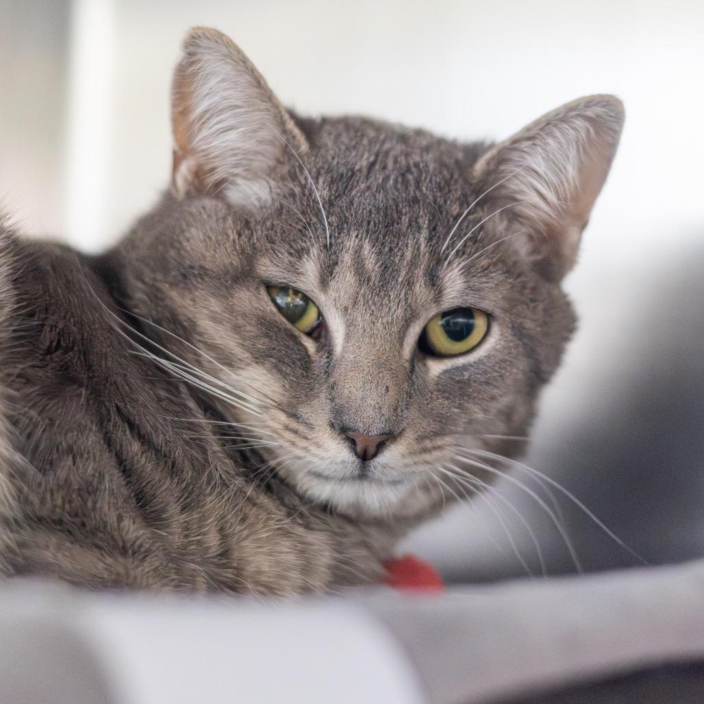 Enlarge Andy, a Adoptable Domestic Short Hair in Newark, DE image 3/6