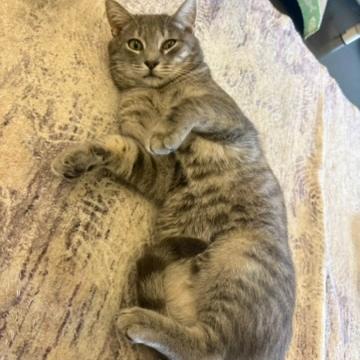 Enlarge Andy, a Adoptable Domestic Short Hair in Newark, DE image 4/6