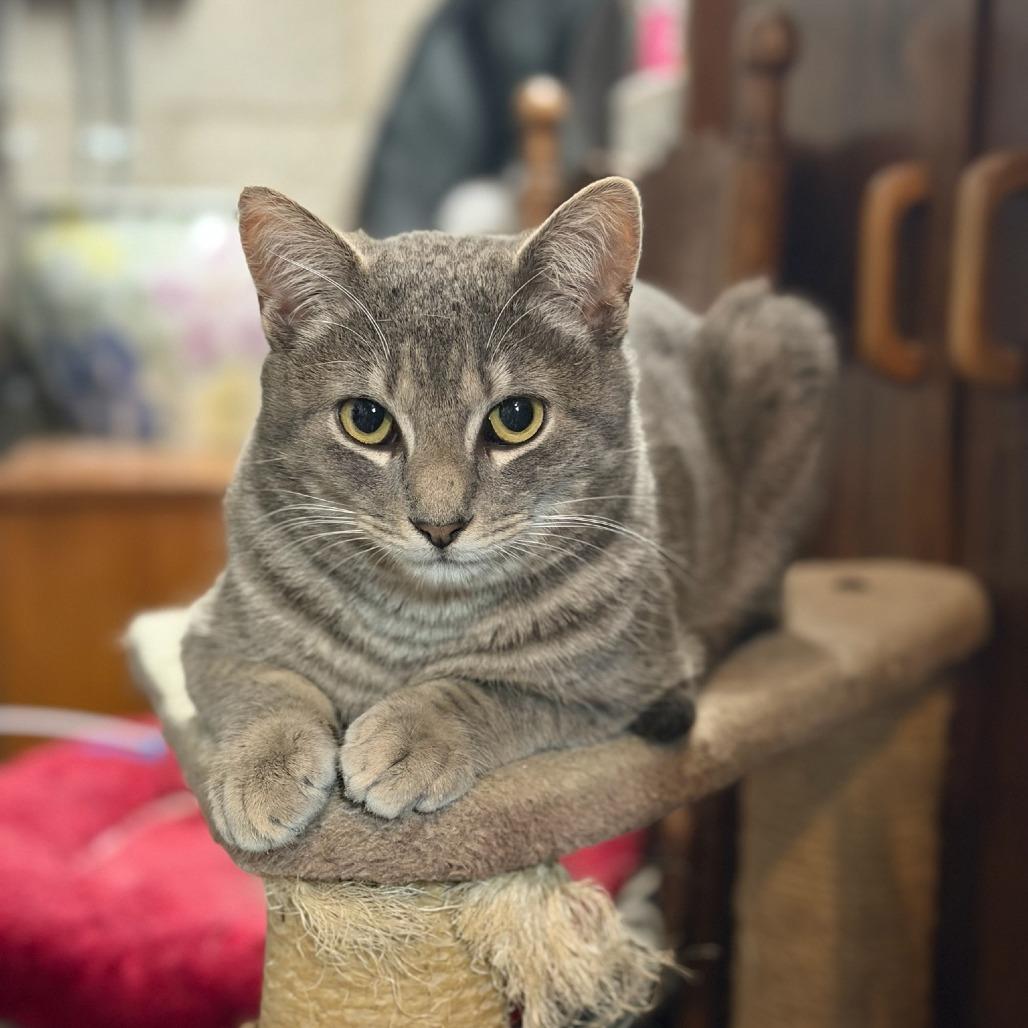 Enlarge Andy, a Adoptable Domestic Short Hair in Newark, DE image 5/6