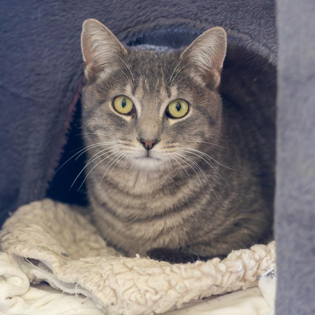 Enlarge Andy, a Adoptable Domestic Short Hair in Newark, DE image 6/6