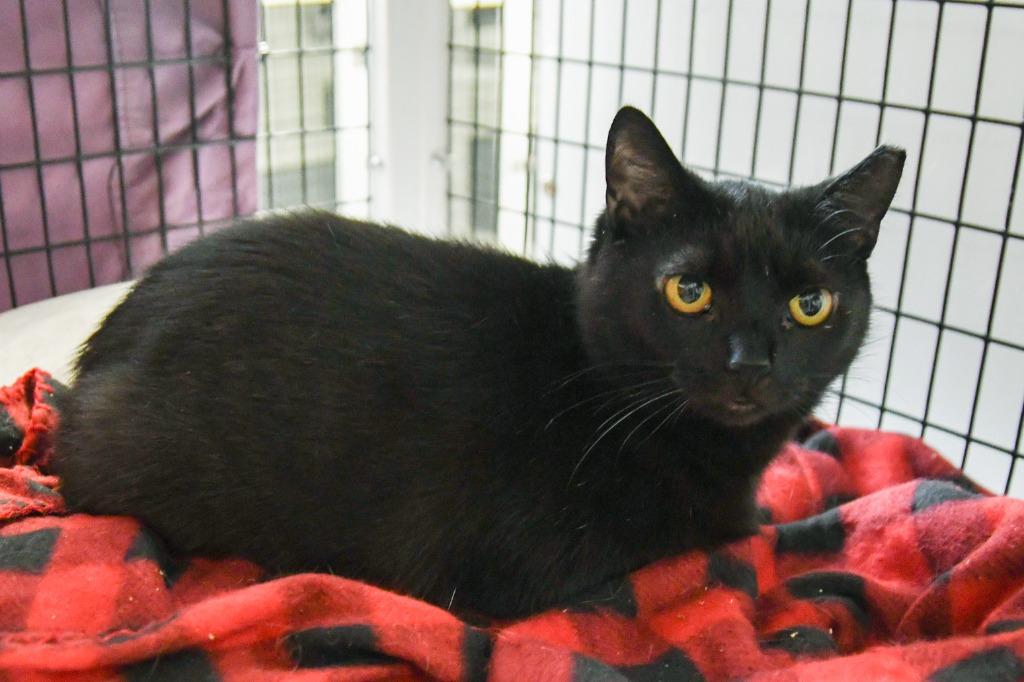 Emily, Adoptable, Young Female Domestic Short Hair.
