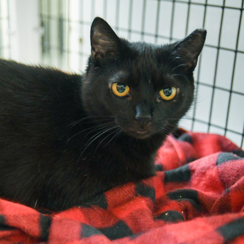 Enlarge Emily, a Adoptable mixed breed in Ewing, NJ image 2/5