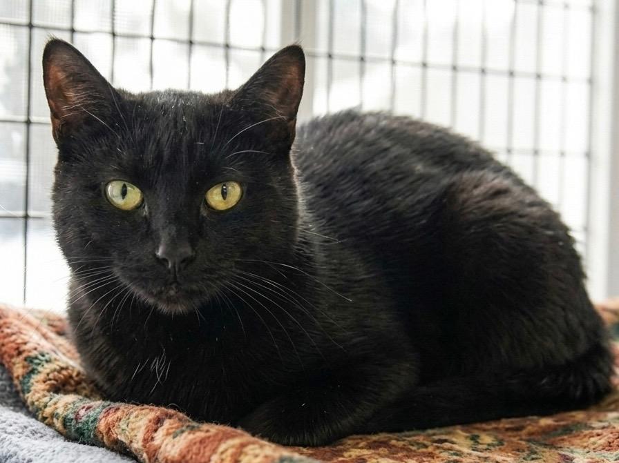 Emily, Adoptable, Young Female Domestic Short Hair.