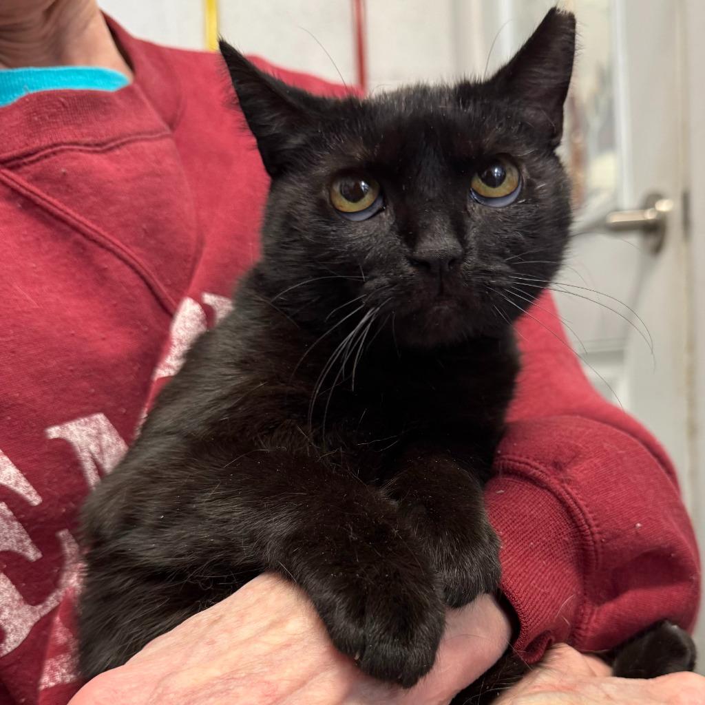 Enlarge Emily, a Adoptable mixed breed in Ewing, NJ image 2/5