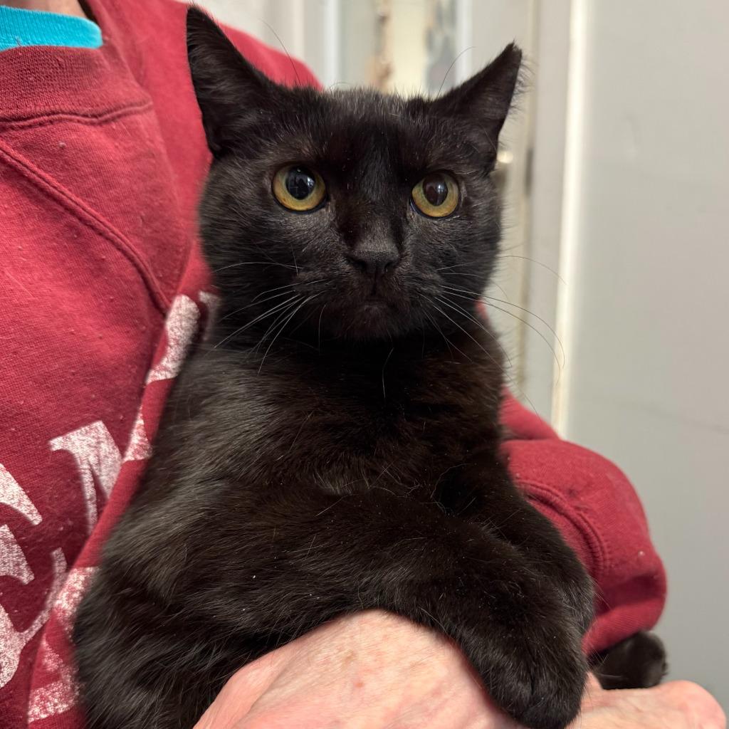 Enlarge Emily, a Adoptable mixed breed in Ewing, NJ image 3/5