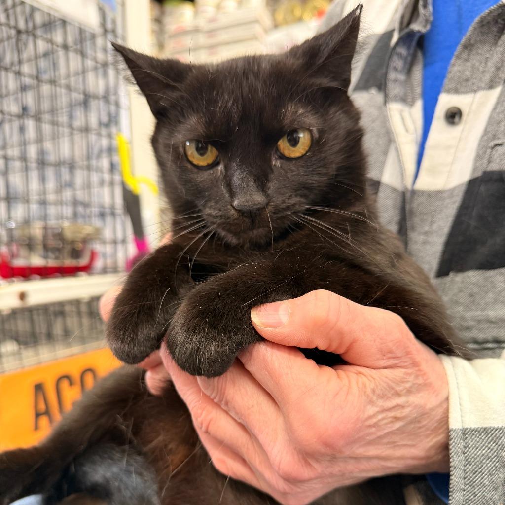 Enlarge Emily, a Adoptable mixed breed in Ewing, NJ image 4/5